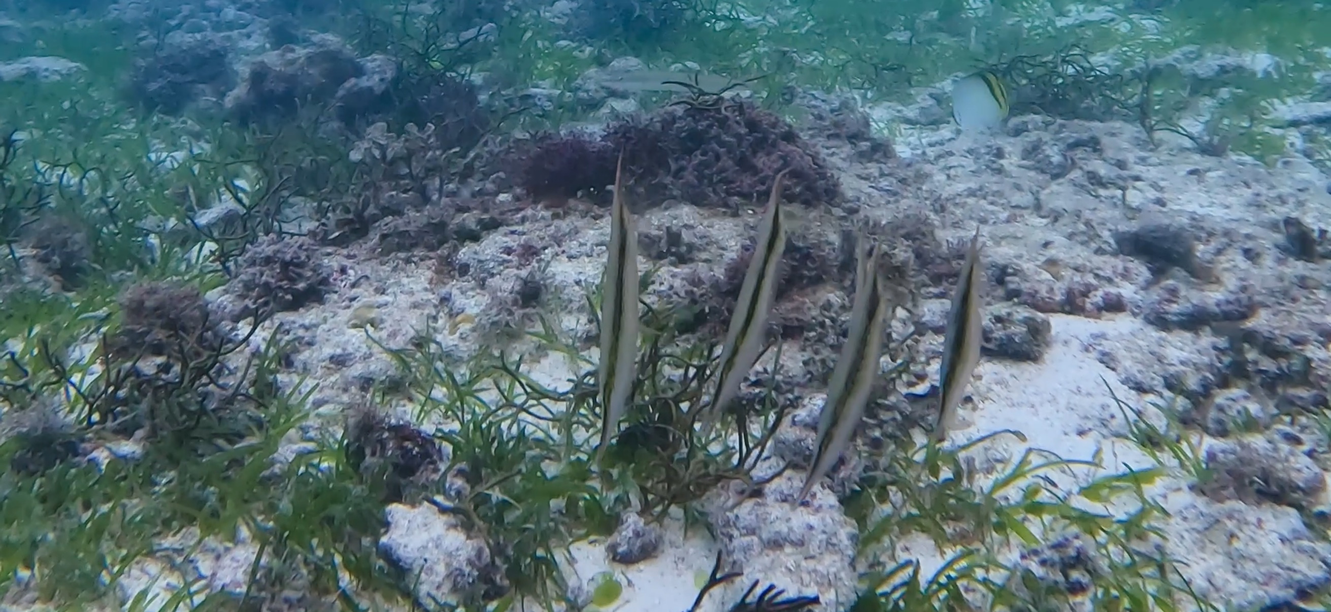 ヘコアユ マクタン島 ( Mactan Island ) でダイビング 20250116