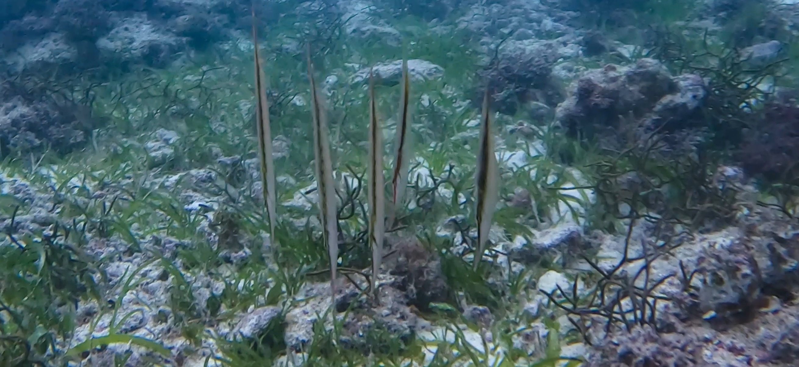 ヘコアユ マクタン島 ( Mactan Island ) でダイビング 20250116