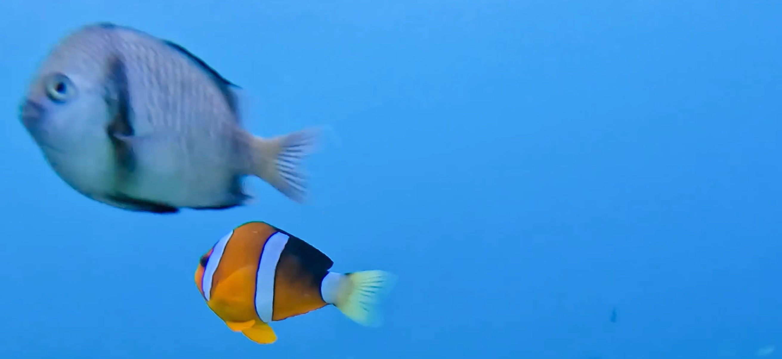 クマノミ マクタン島 ( Mactan Island ) でダイビング 20250116