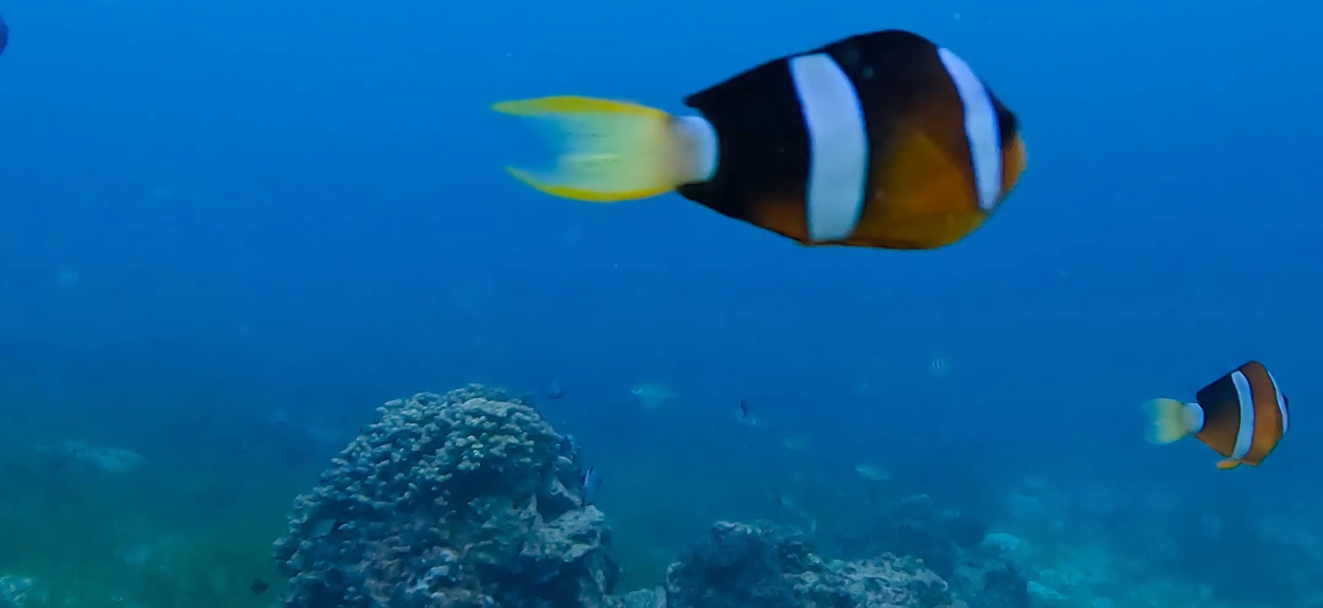 クマノミ マクタン島 ( Mactan Island ) でダイビング 20250116