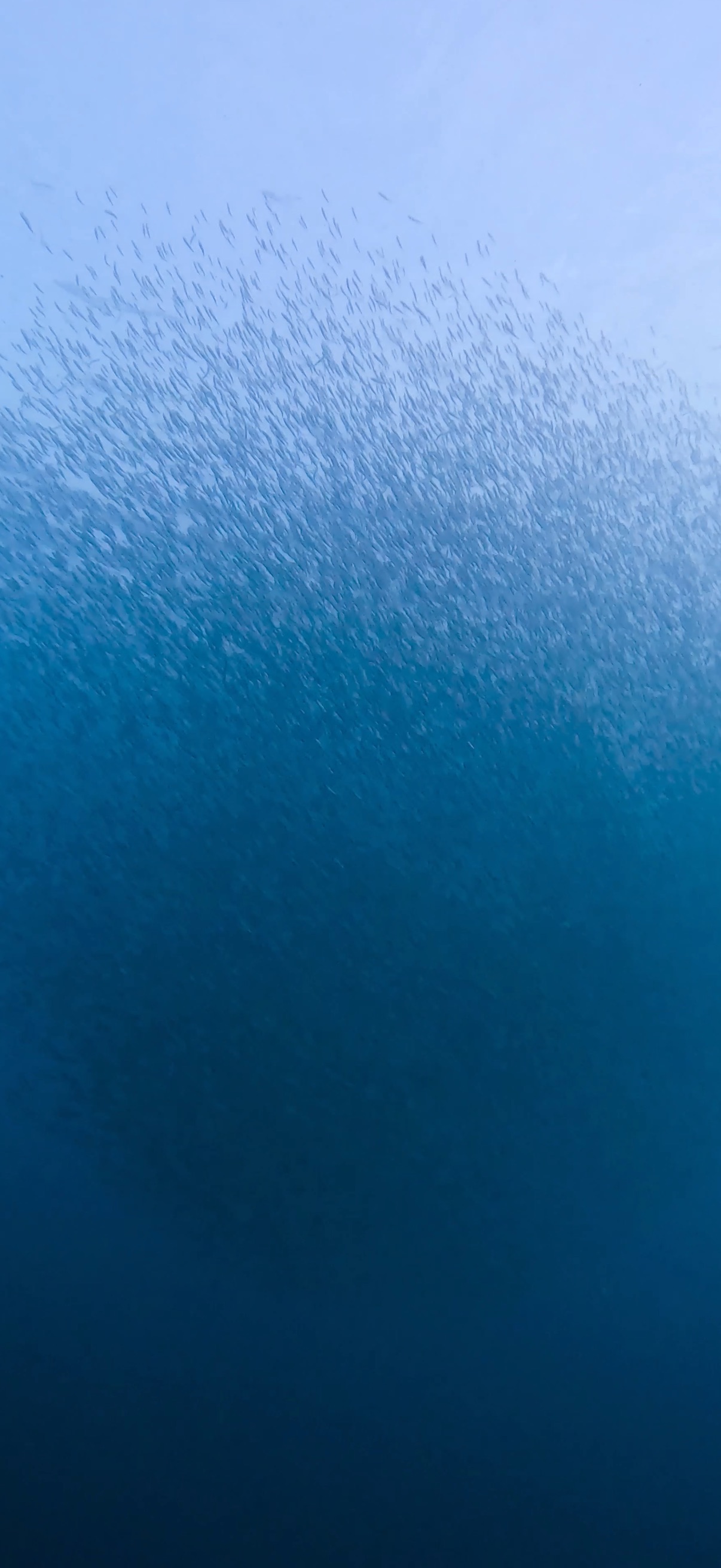 サーディンラン マクタン島 ( Mactan Island ) でダイビング 20250116