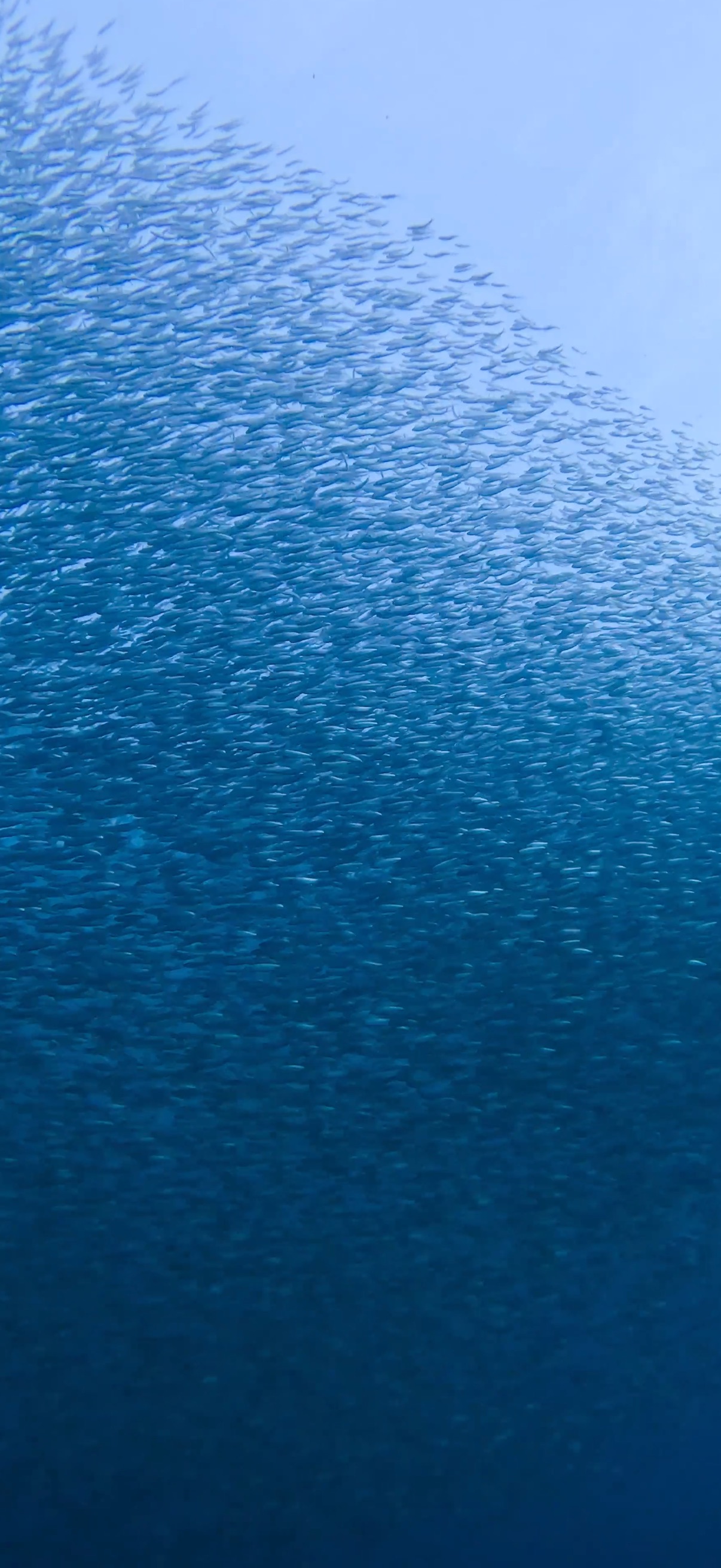 サーディンラン マクタン島 ( Mactan Island ) でダイビング 20250116