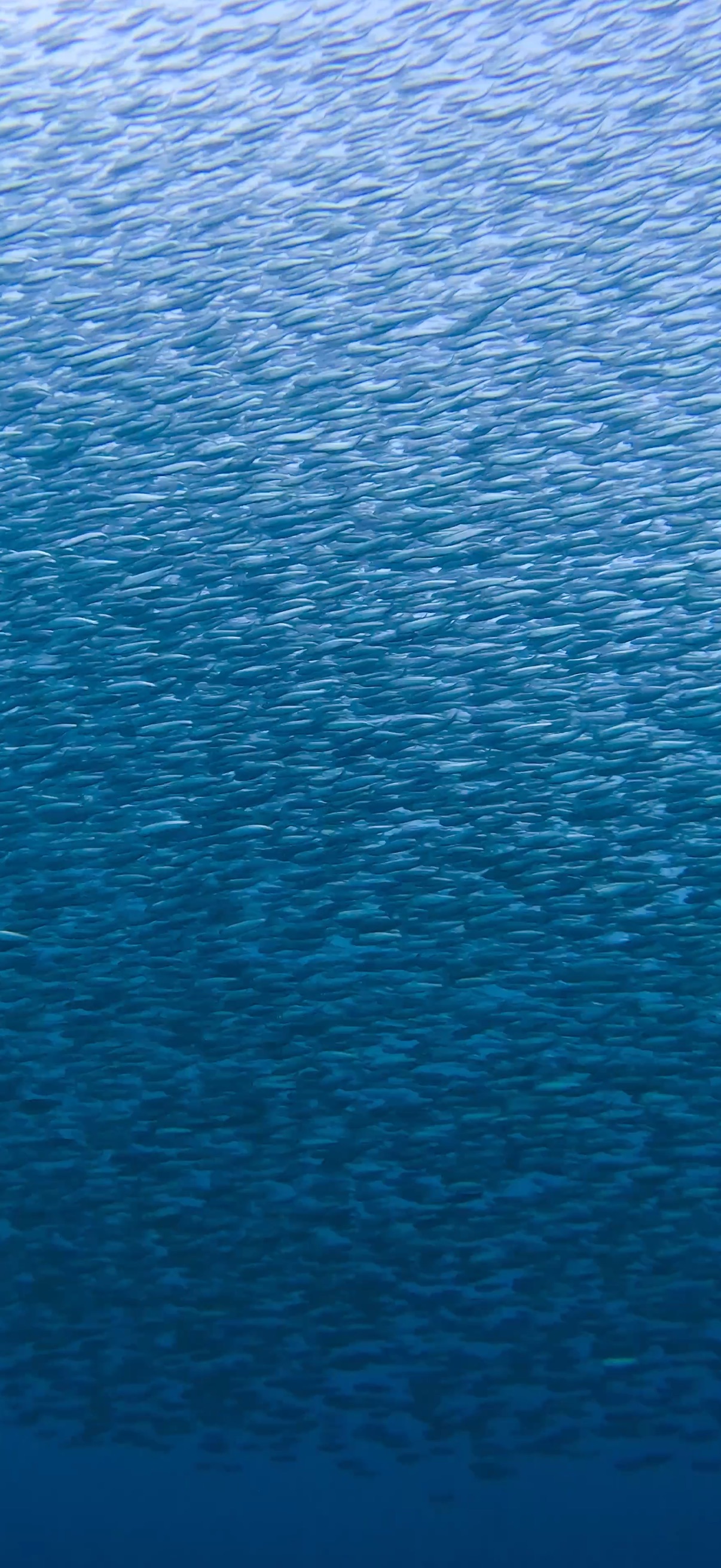 サーディンラン マクタン島 ( Mactan Island ) でダイビング 20250116