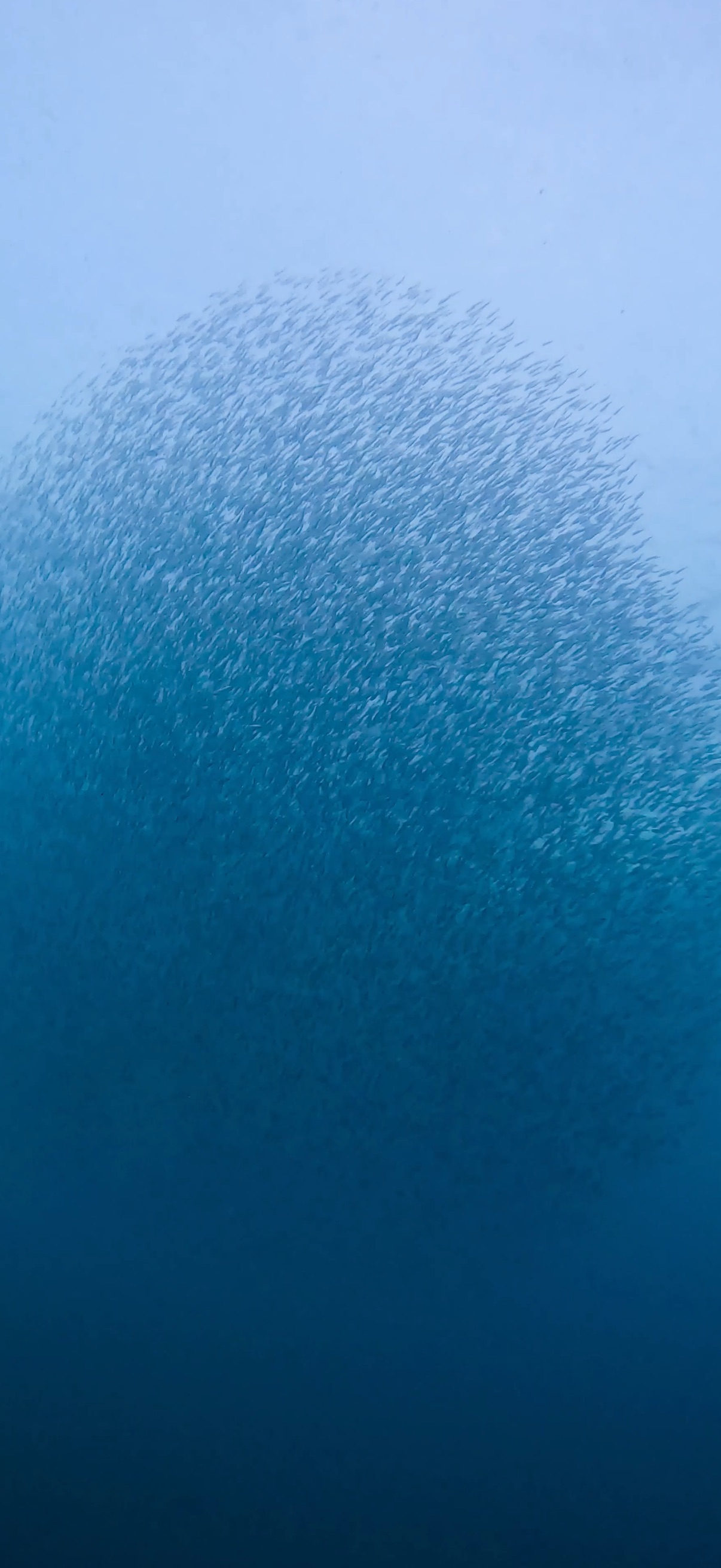 サーディンラン マクタン島 ( Mactan Island ) でダイビング 20250116