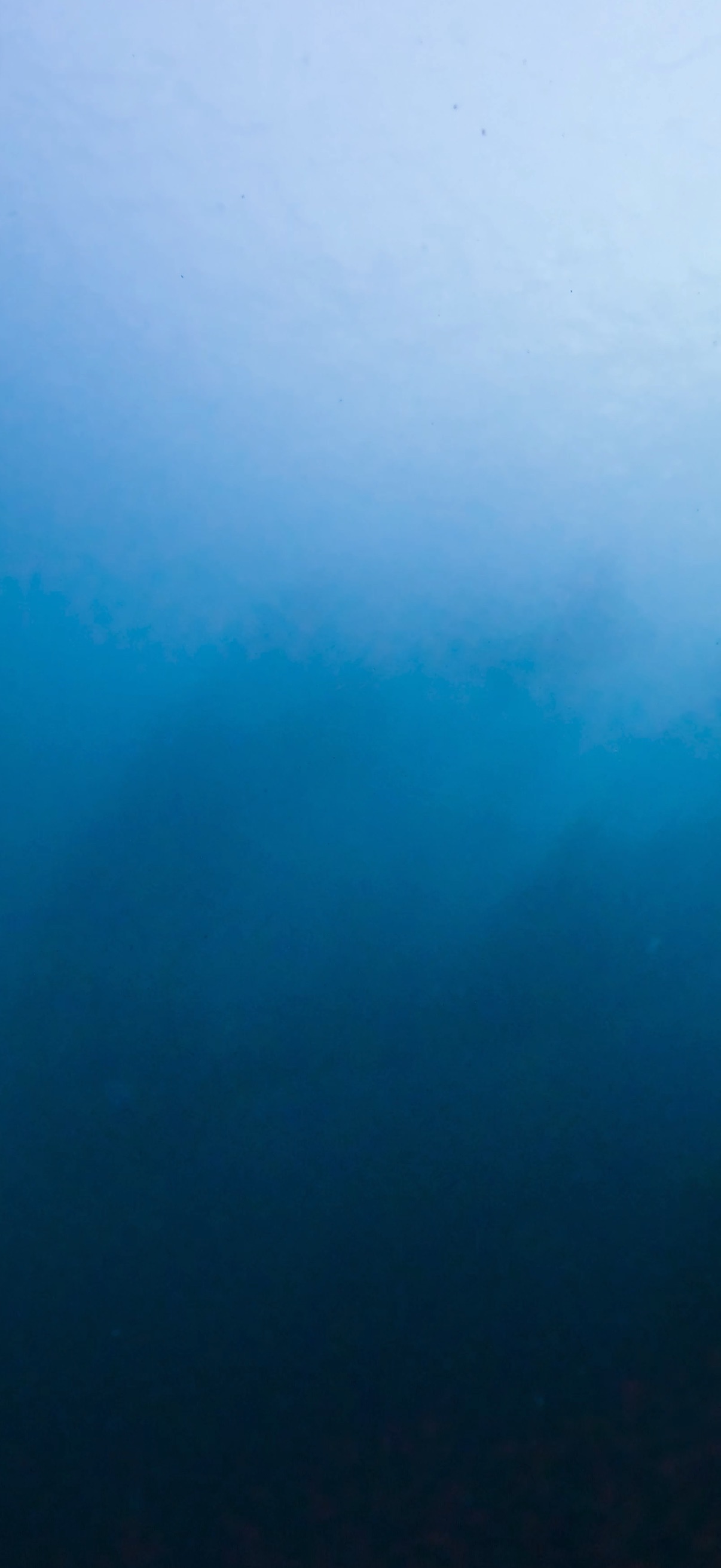 サーディンラン マクタン島 ( Mactan Island ) でダイビング 20250116