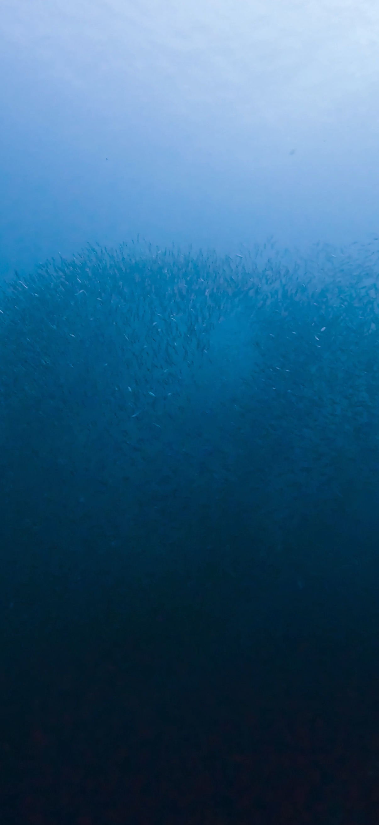 サーディンラン マクタン島 ( Mactan Island ) でダイビング 20250116