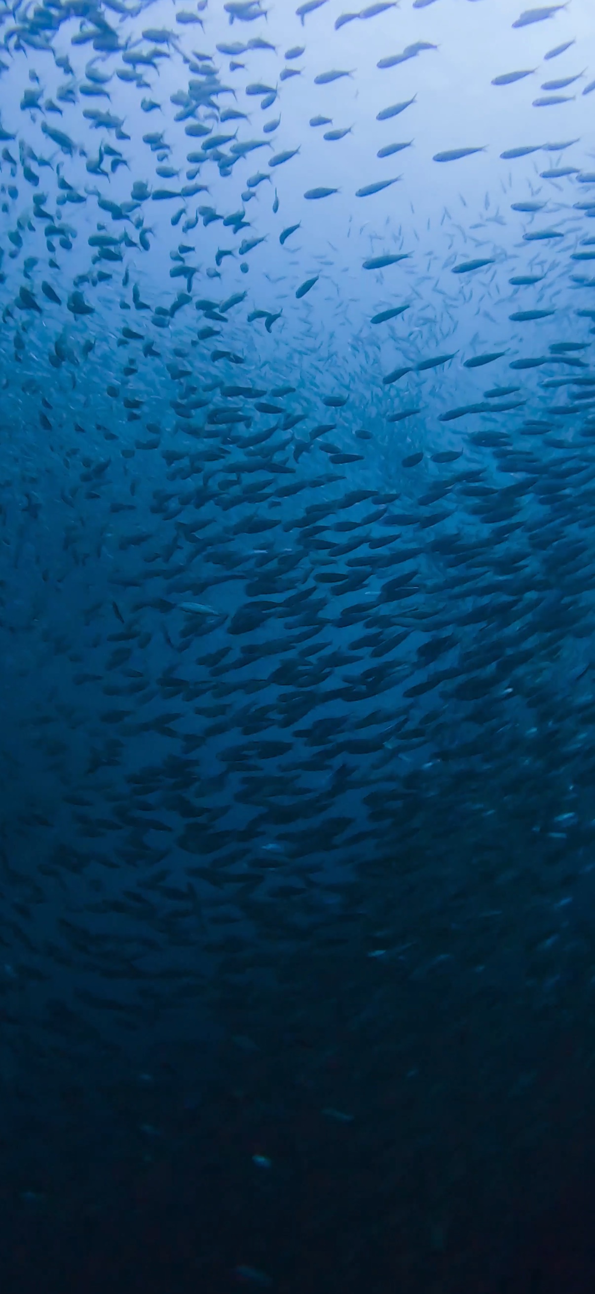 サーディンラン マクタン島 ( Mactan Island ) でダイビング 20250116