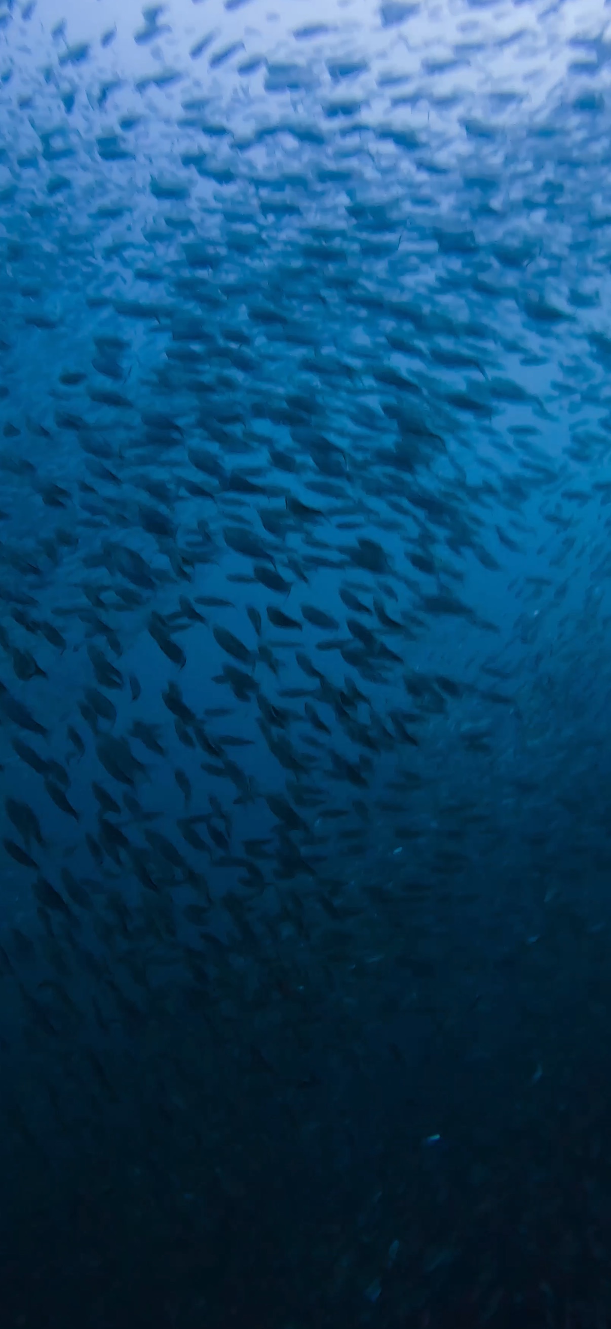サーディンラン マクタン島 ( Mactan Island ) でダイビング 20250116