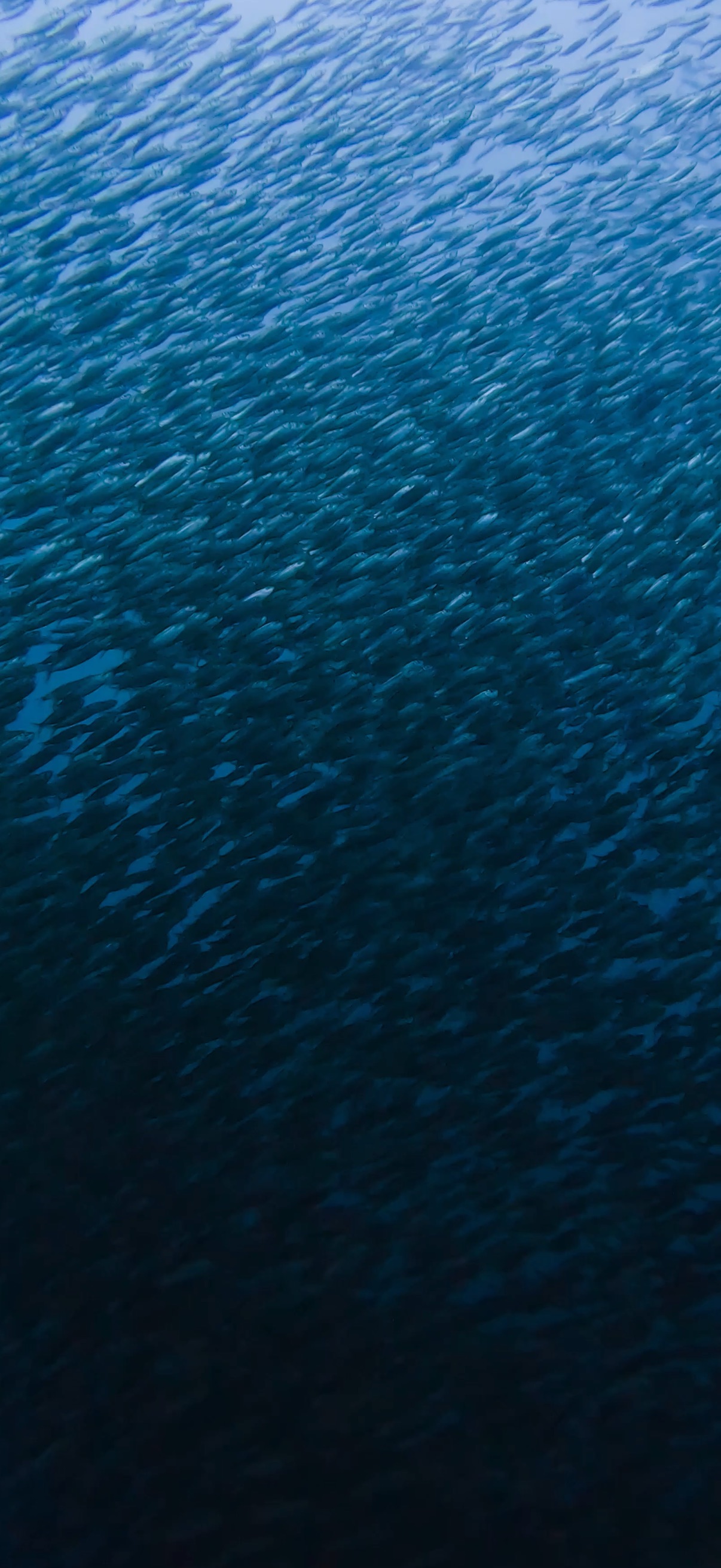 サーディンラン マクタン島 ( Mactan Island ) でダイビング 20250116