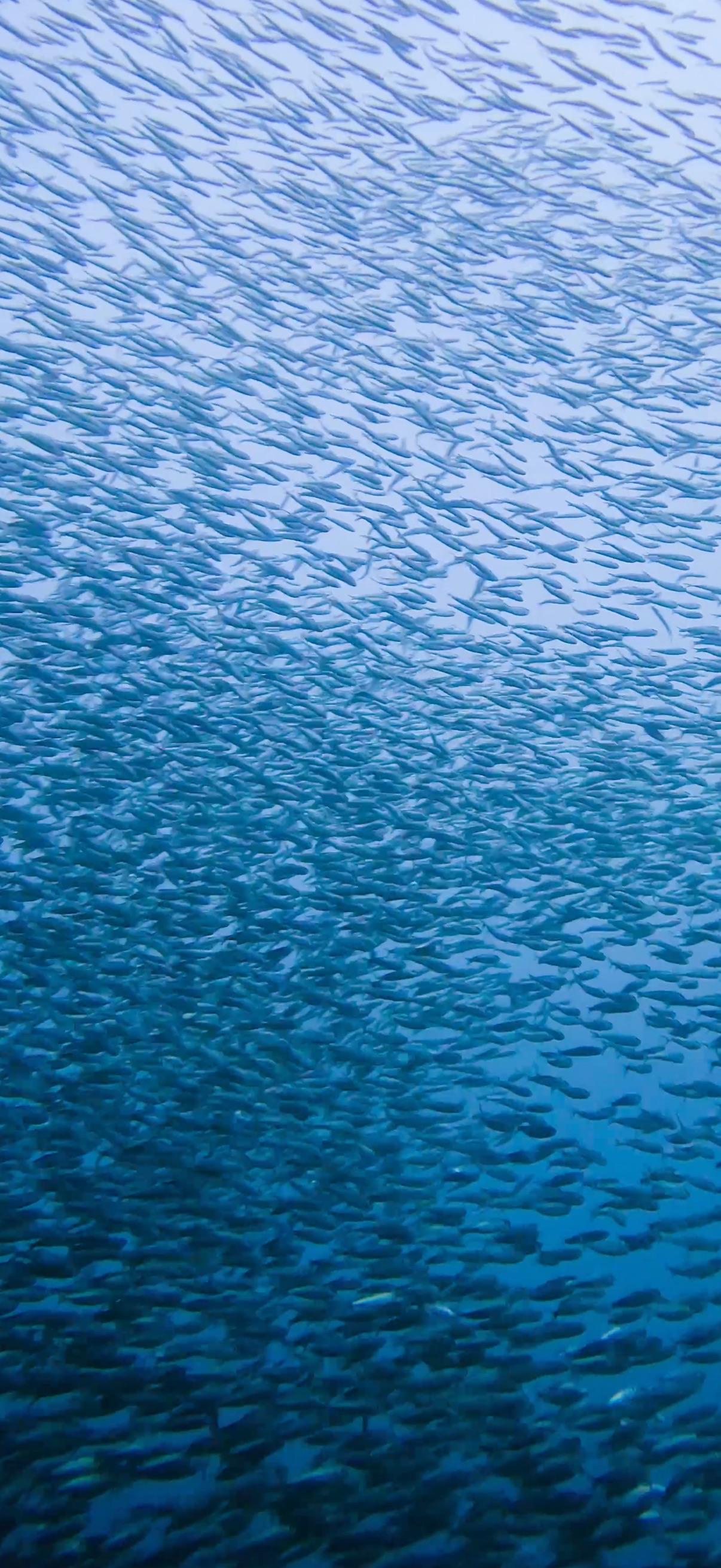 サーディンラン マクタン島 ( Mactan Island ) でダイビング 20250116