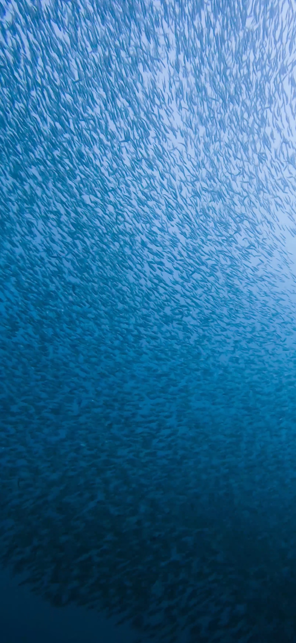 サーディンラン マクタン島 ( Mactan Island ) でダイビング 20250116