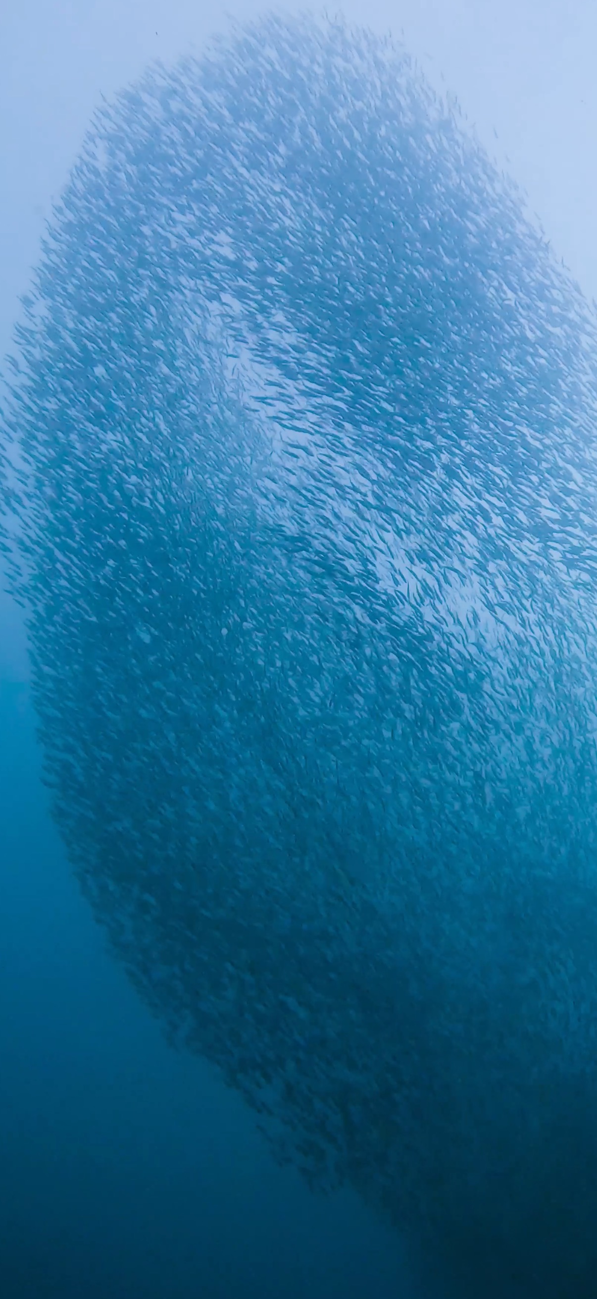 サーディンラン マクタン島 ( Mactan Island ) でダイビング 20250116