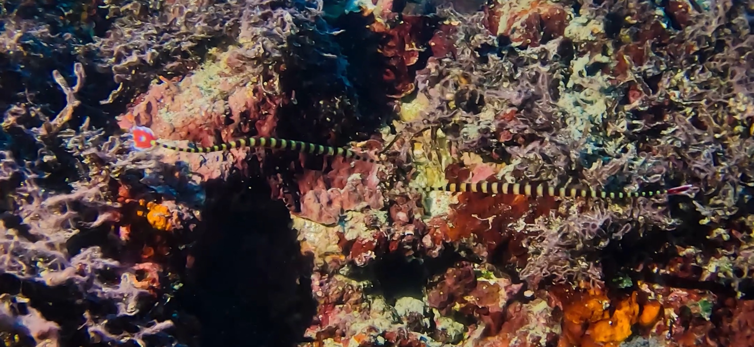 オイランヨウジ マクタン島 ( Mactan Island ) でダイビング 20250116