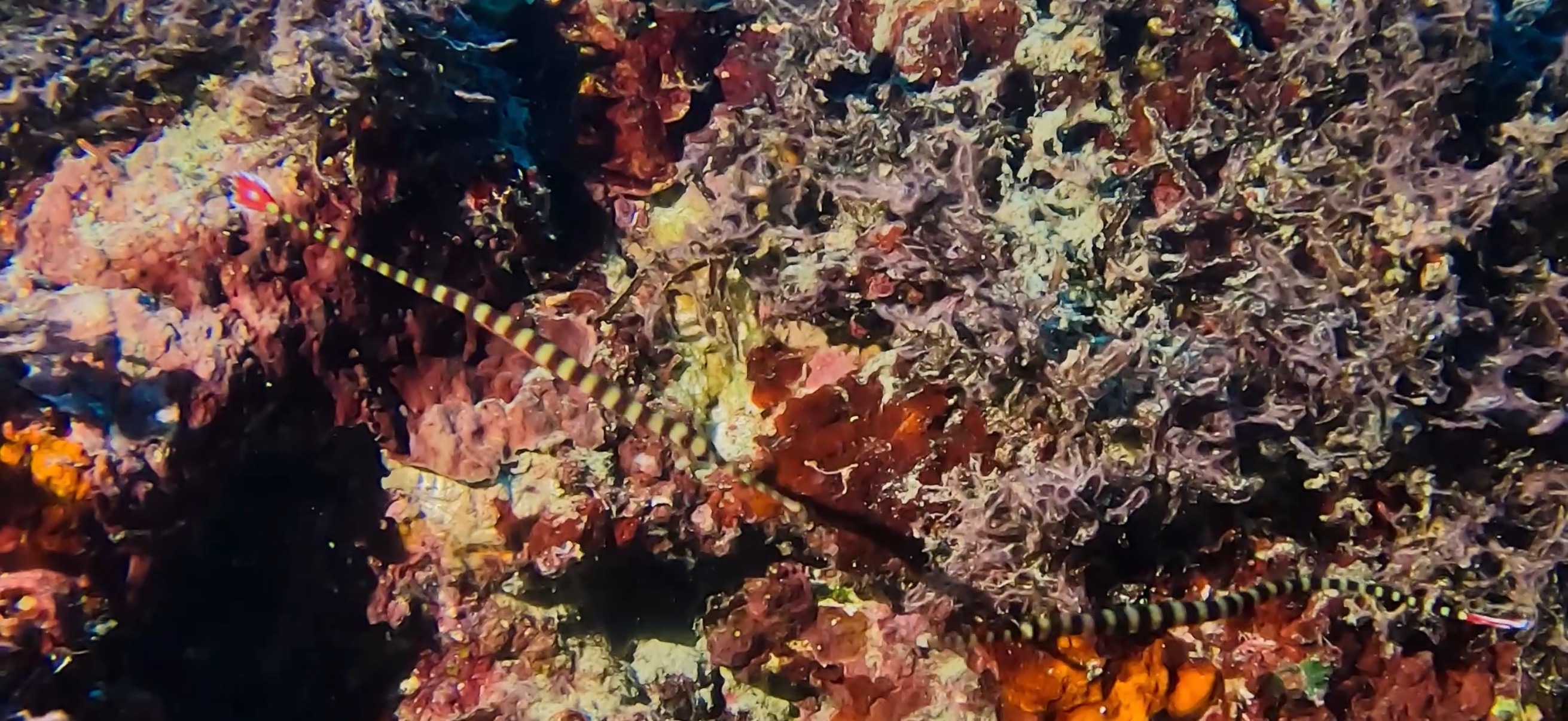 オイランヨウジ マクタン島 ( Mactan Island ) でダイビング 20250116