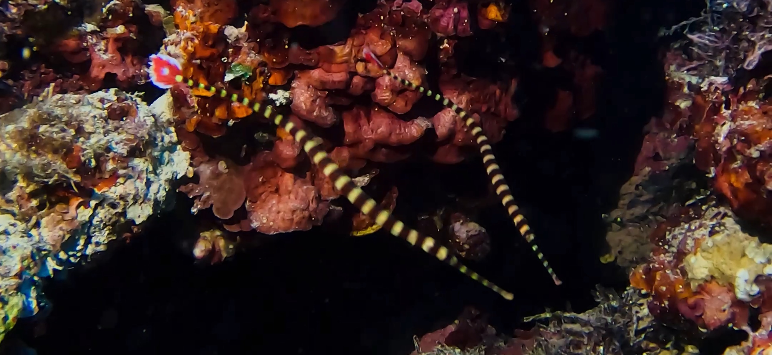 オイランヨウジ マクタン島 ( Mactan Island ) でダイビング 20250116