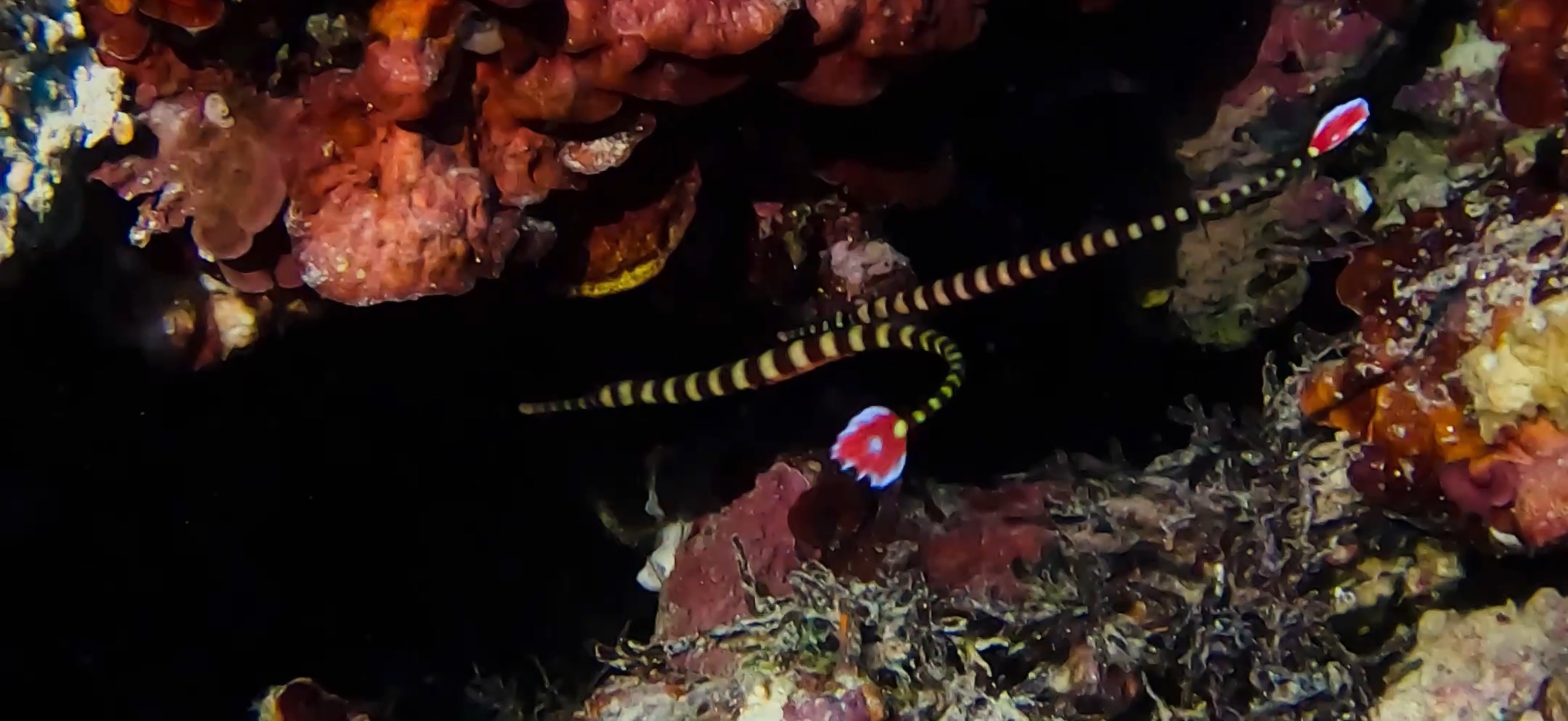オイランヨウジ マクタン島 ( Mactan Island ) でダイビング 20250116
