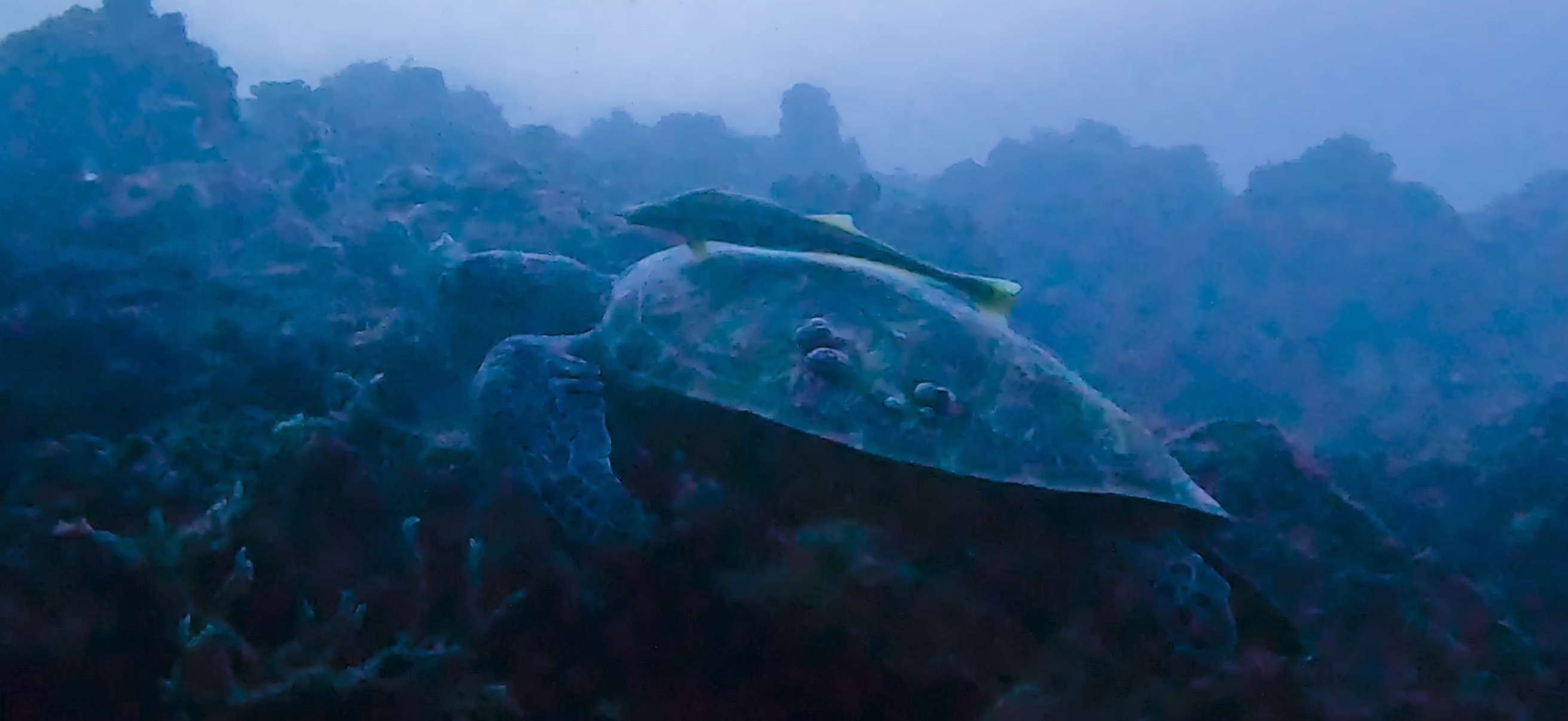 カメ マクタン島 ( Mactan Island ) でダイビング 20250116