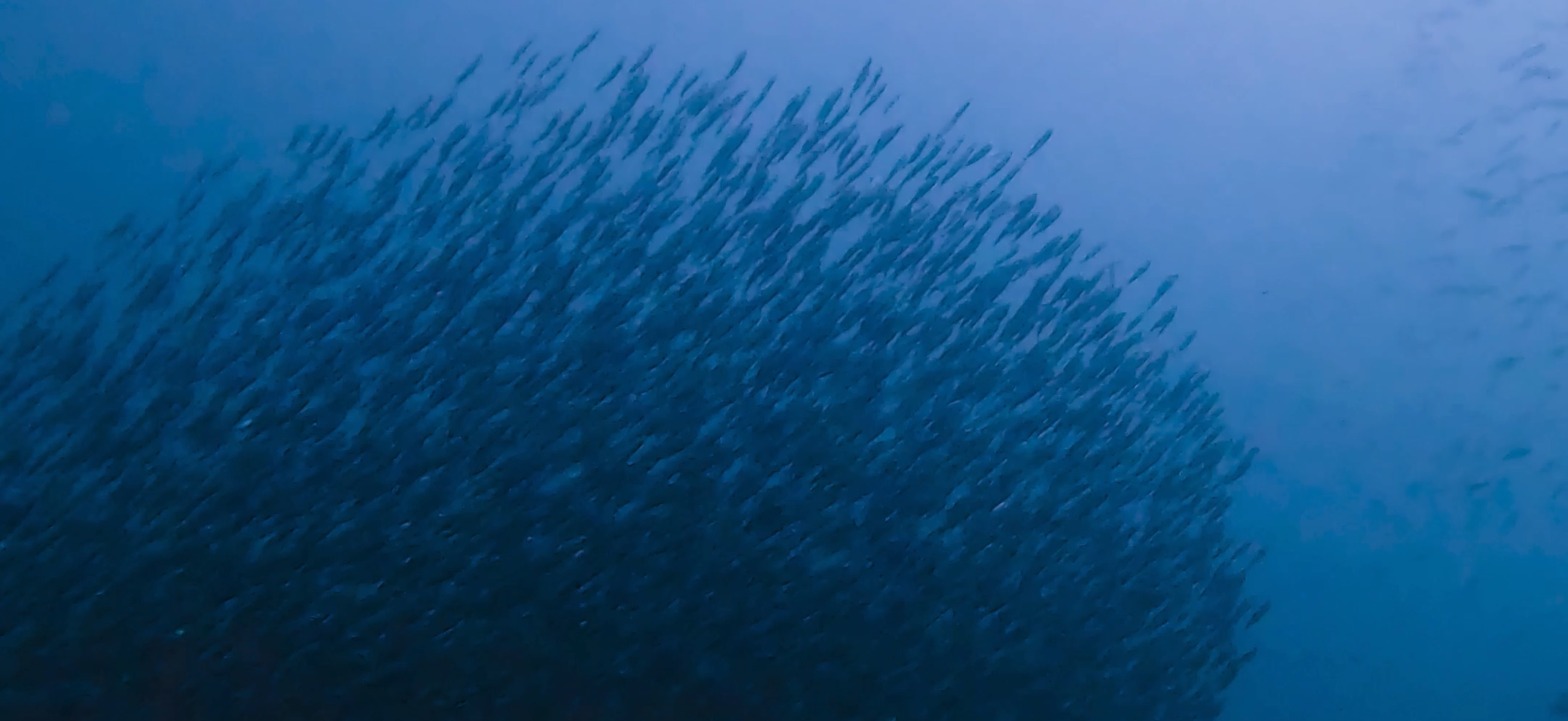 マクタン島 ( Mactan Island ) でダイビング 20250116