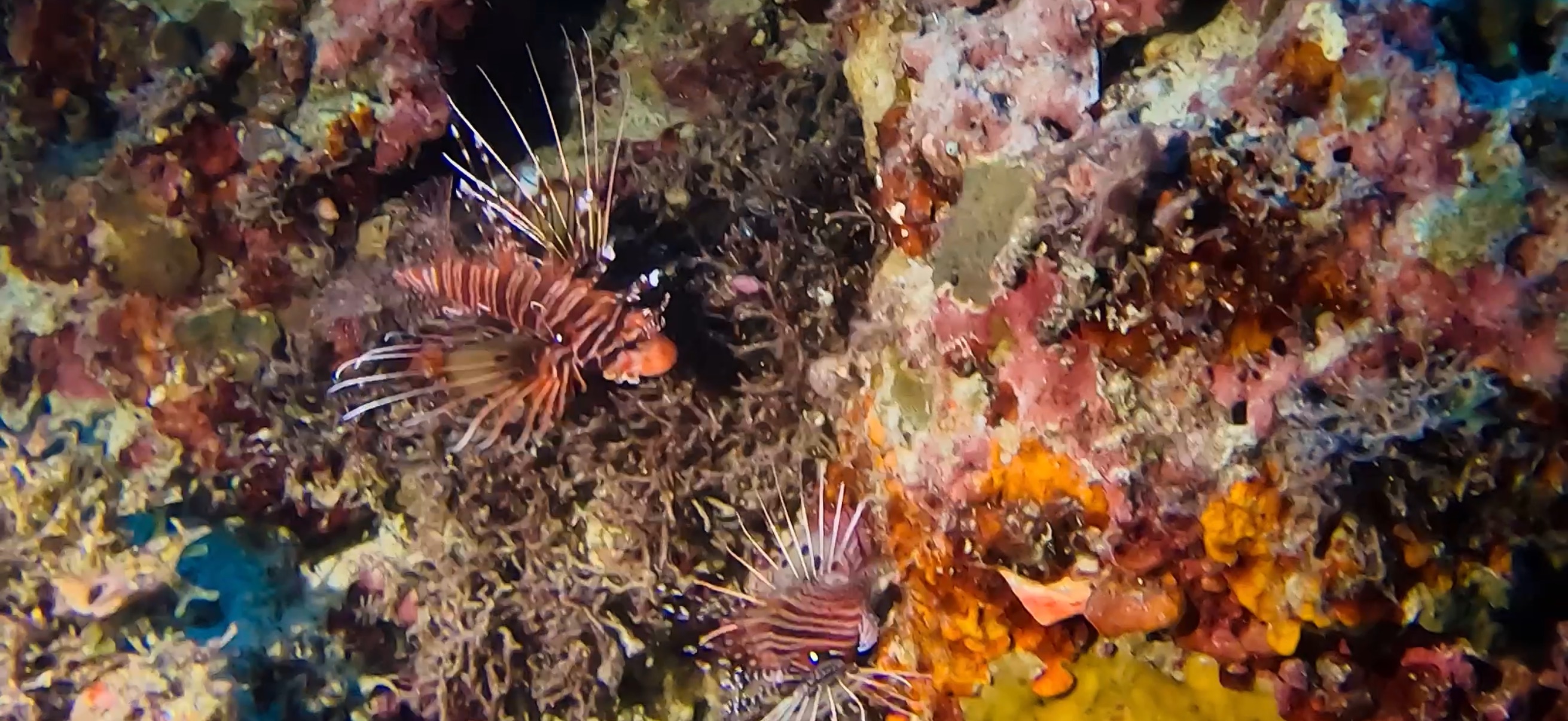 ハナミノカサゴ マクタン島 ( Mactan Island ) でダイビング 20250116