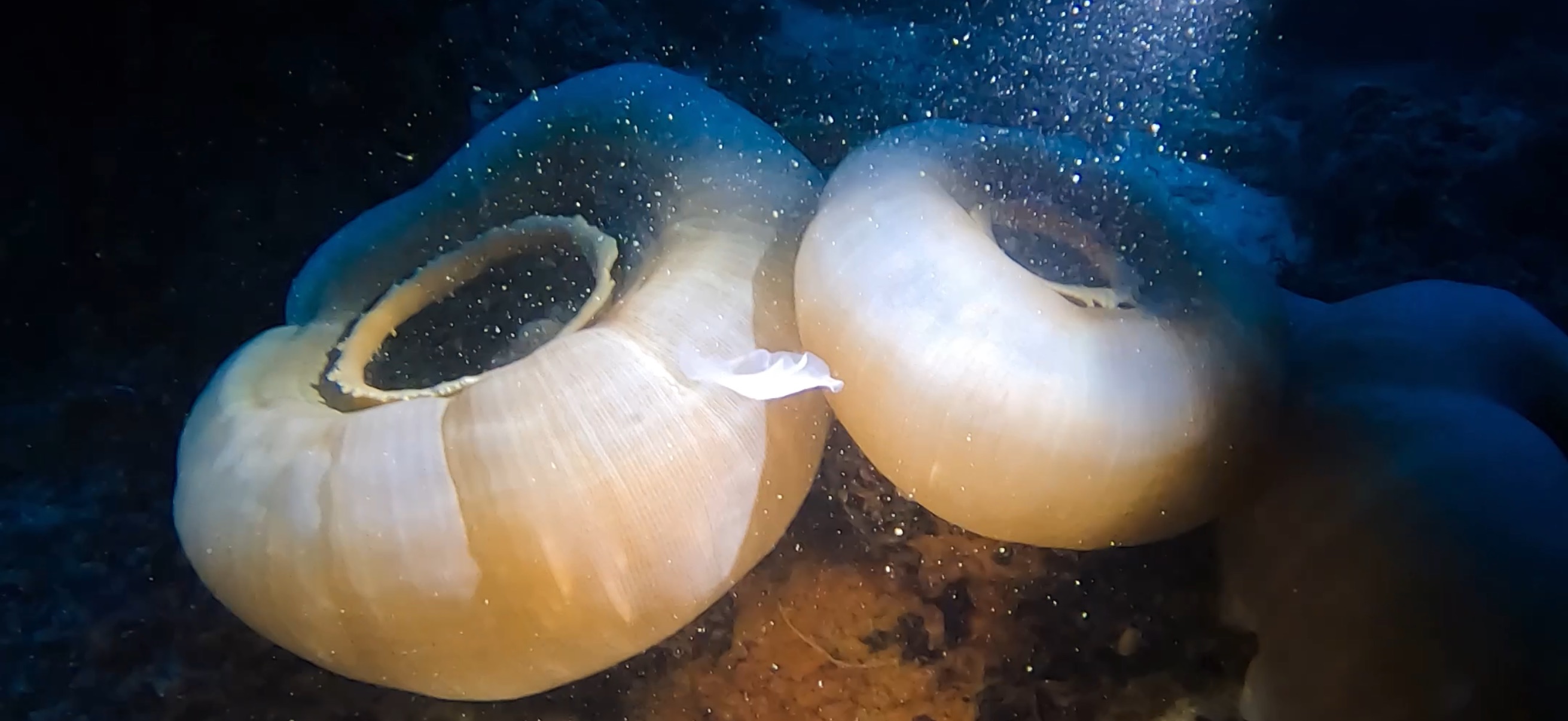 マクタン島 ( Mactan Island ) でダイビング 20250116