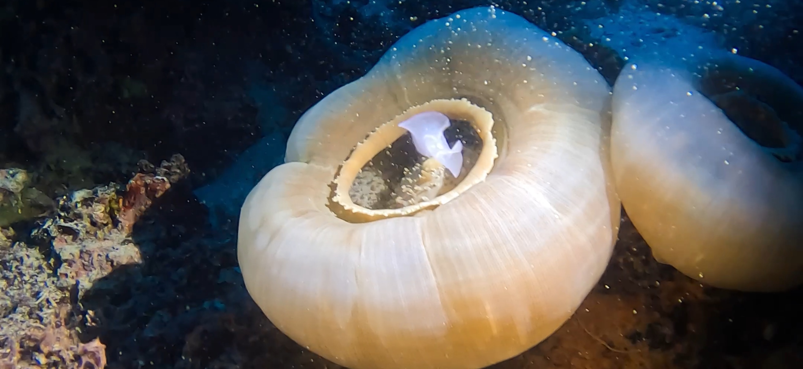 マクタン島 ( Mactan Island ) でダイビング 20250116