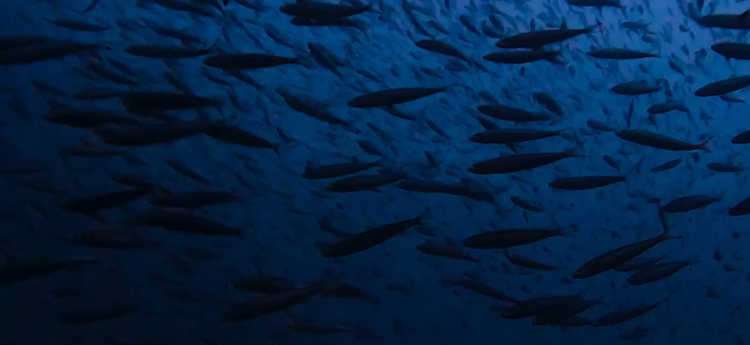 マクタン島 ( Mactan Island ) でダイビング 20250116