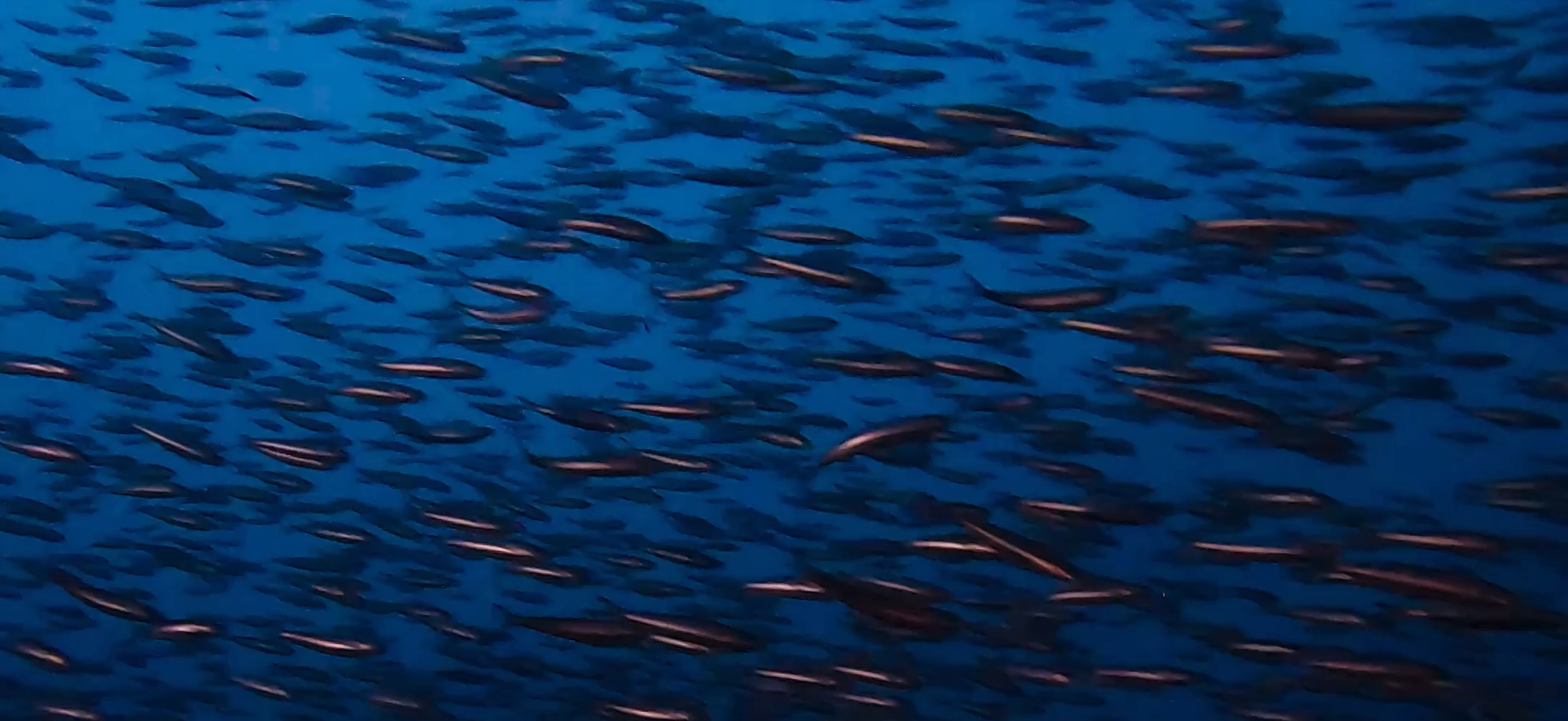 マクタン島 ( Mactan Island ) でダイビング 20250116