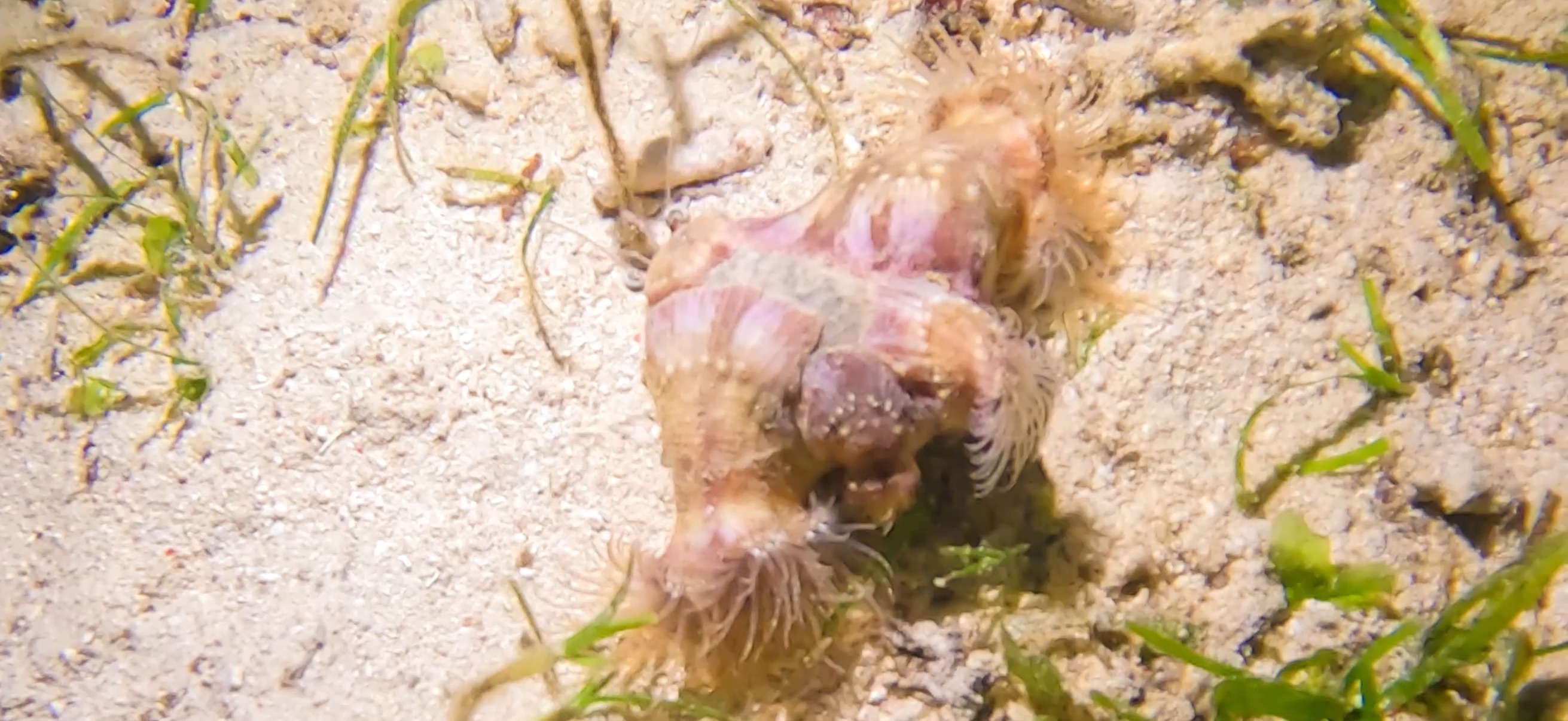 マクタン島 ( Mactan Island ) でダイビング 20250116