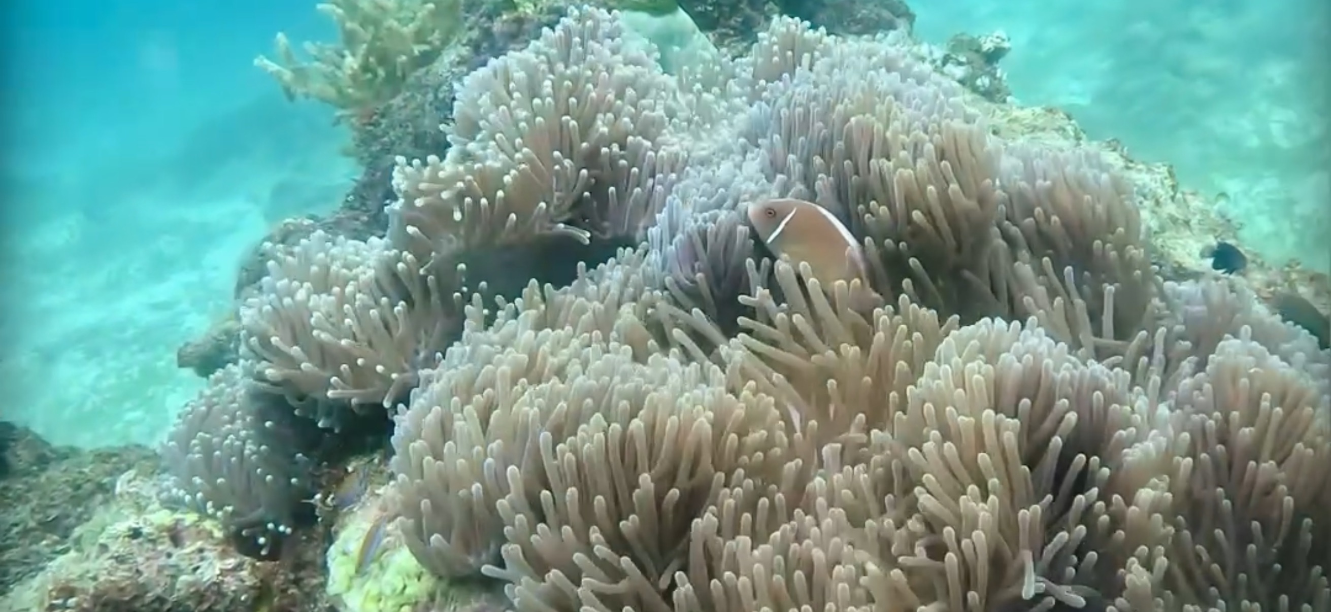 ハナビラクマノミ オランゴ島 ( Olango Island ) でダイビング 20250117