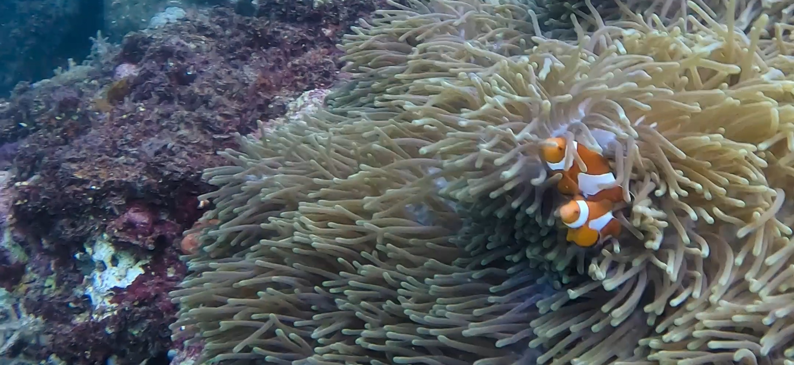 カクレクマノミ オランゴ島 ( Olango Island ) でダイビング 20250117