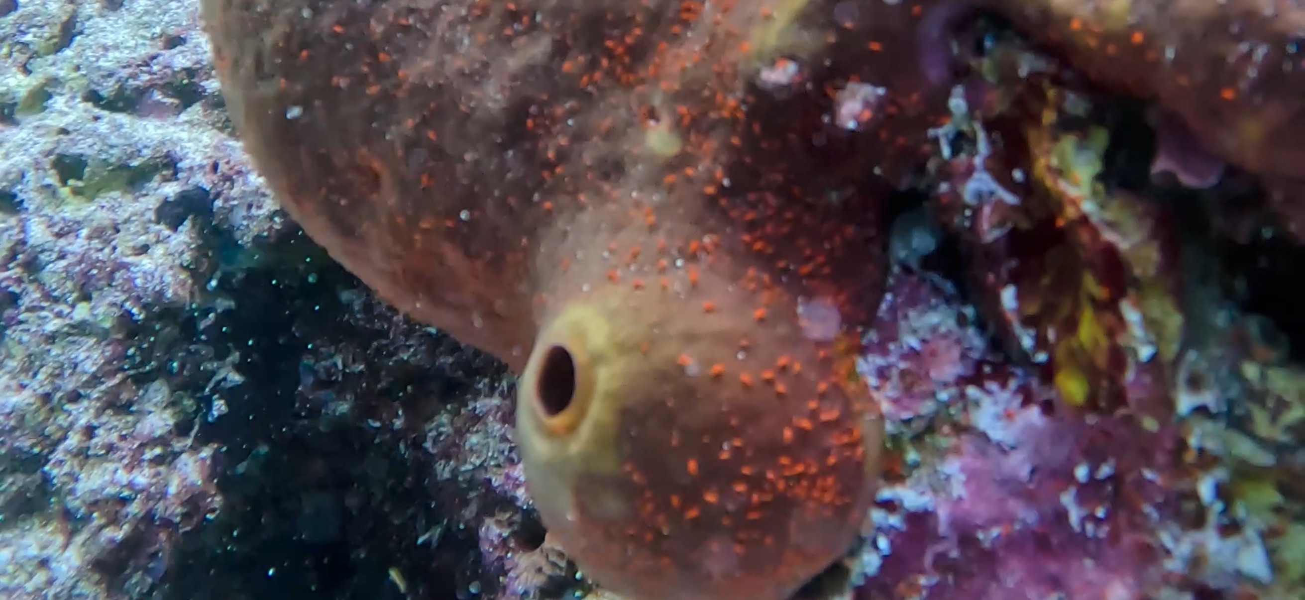 小さいカニ オランゴ島 ( Olango Island ) でダイビング 20250117