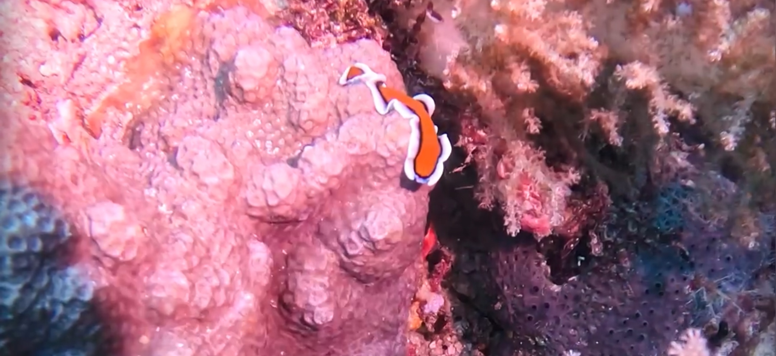 オランゴ島 ( Olango Island ) でダイビング 20250117