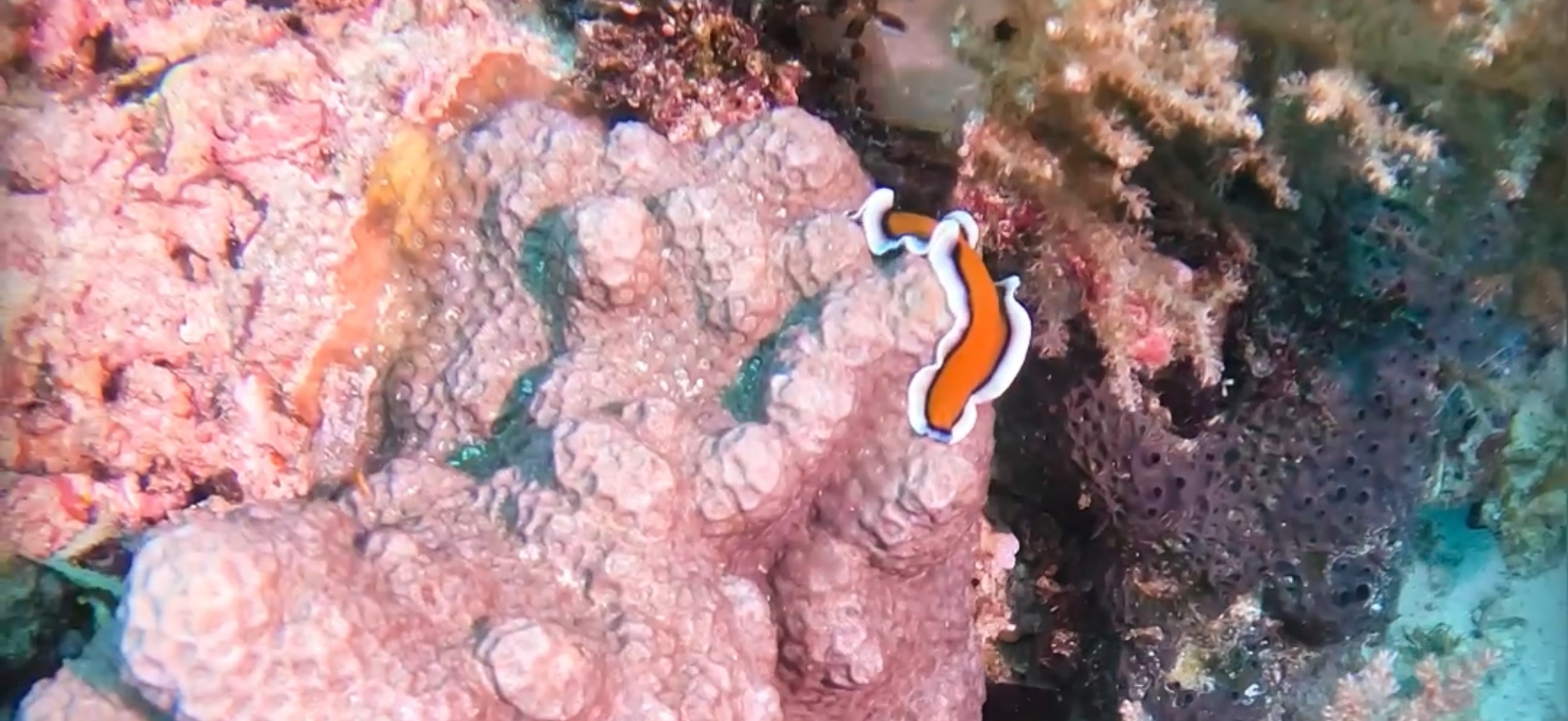 オランゴ島 ( Olango Island ) でダイビング 20250117