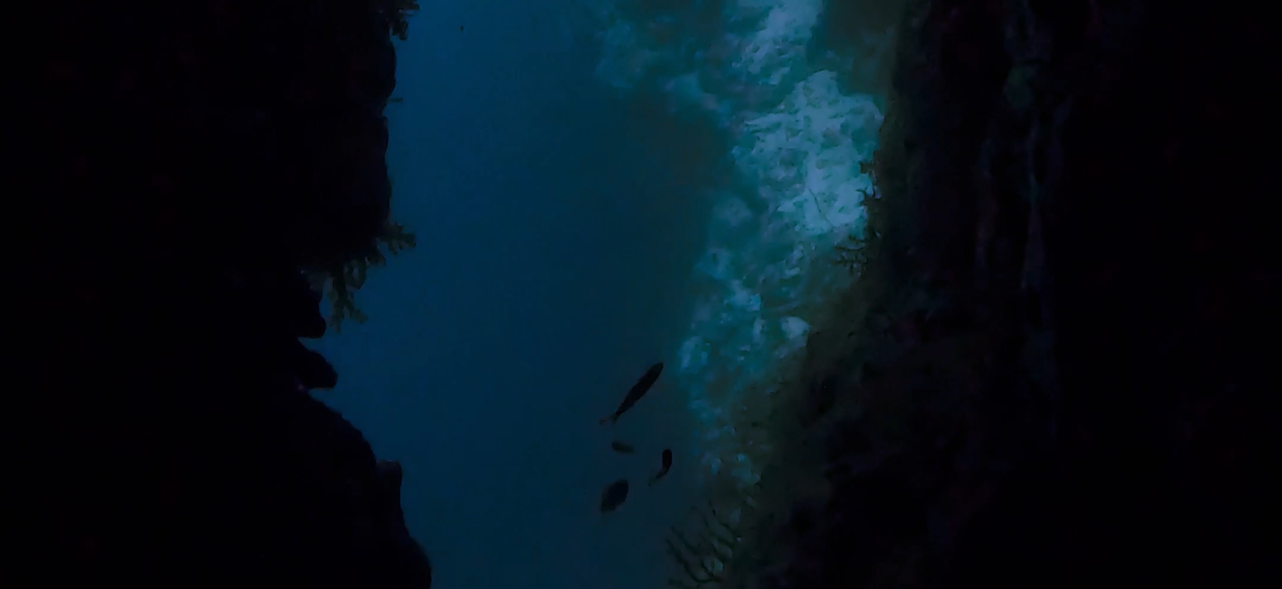 オランゴ島 ( Olango Island ) でダイビング 20250117