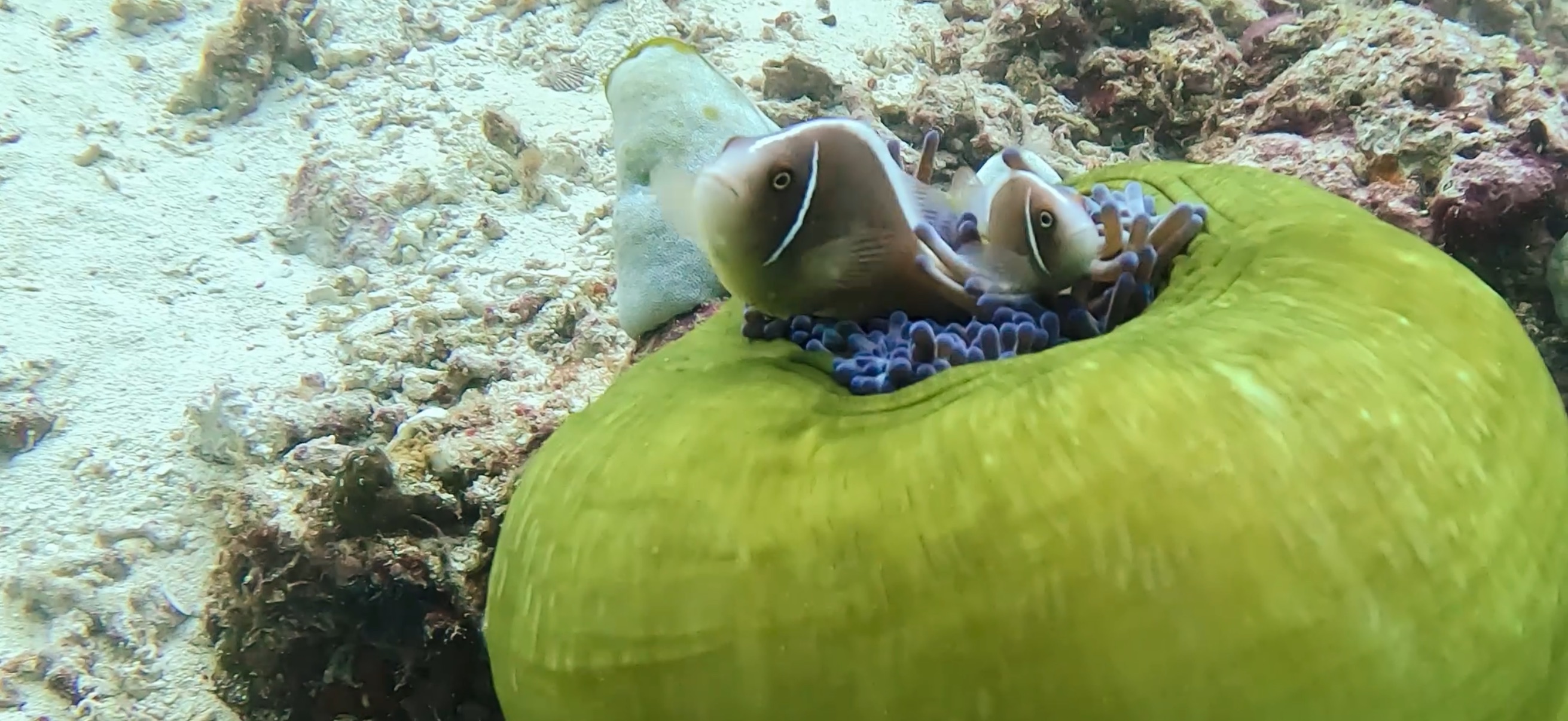 ハナビラクマノミとイソギンチャク オランゴ島 ( Olango Island ) でダイビング 20250117