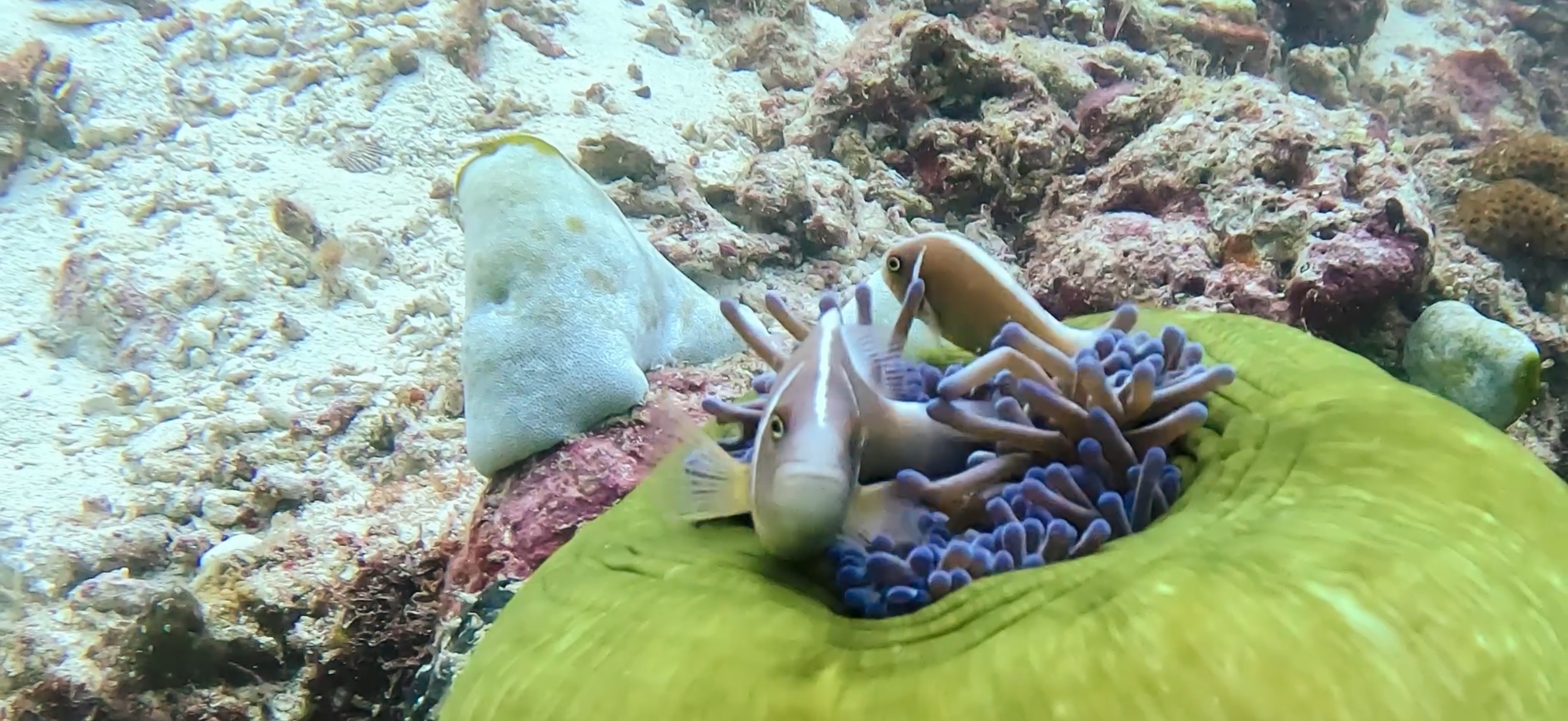ハナビラクマノミとイソギンチャク オランゴ島 ( Olango Island ) でダイビング 20250117