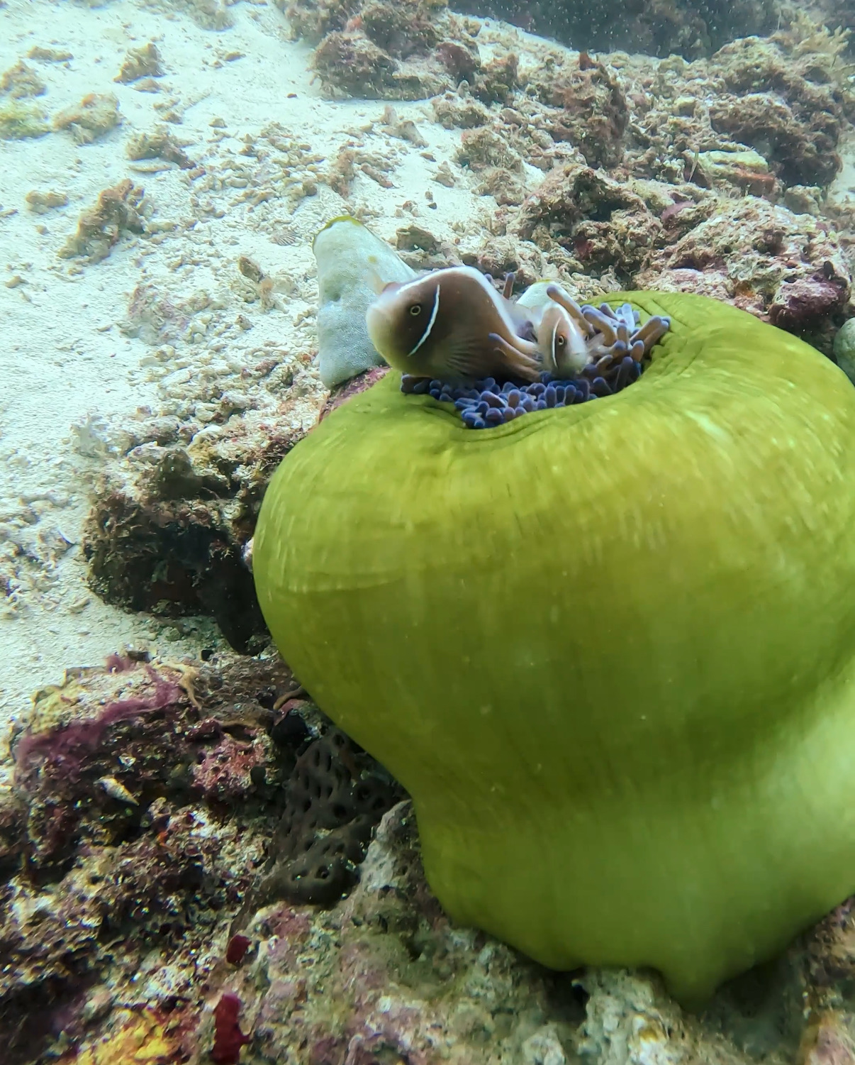 ハナビラクマノミとイソギンチャク オランゴ島 ( Olango Island ) でダイビング 20250117