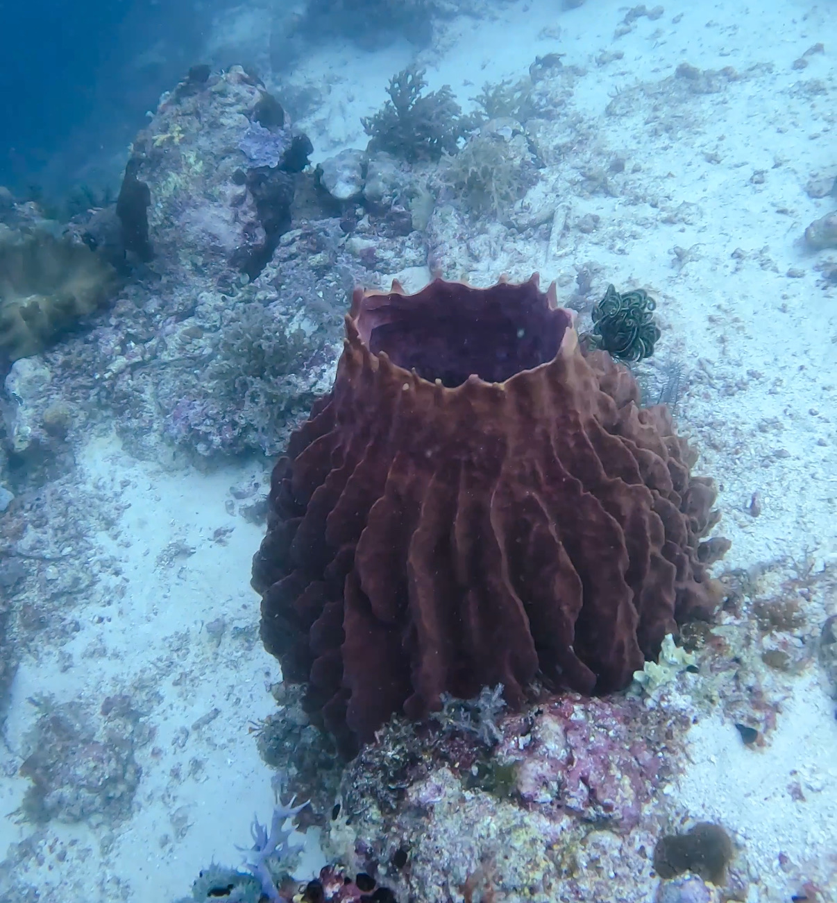 オランゴ島 ( Olango Island ) でダイビング 20250117