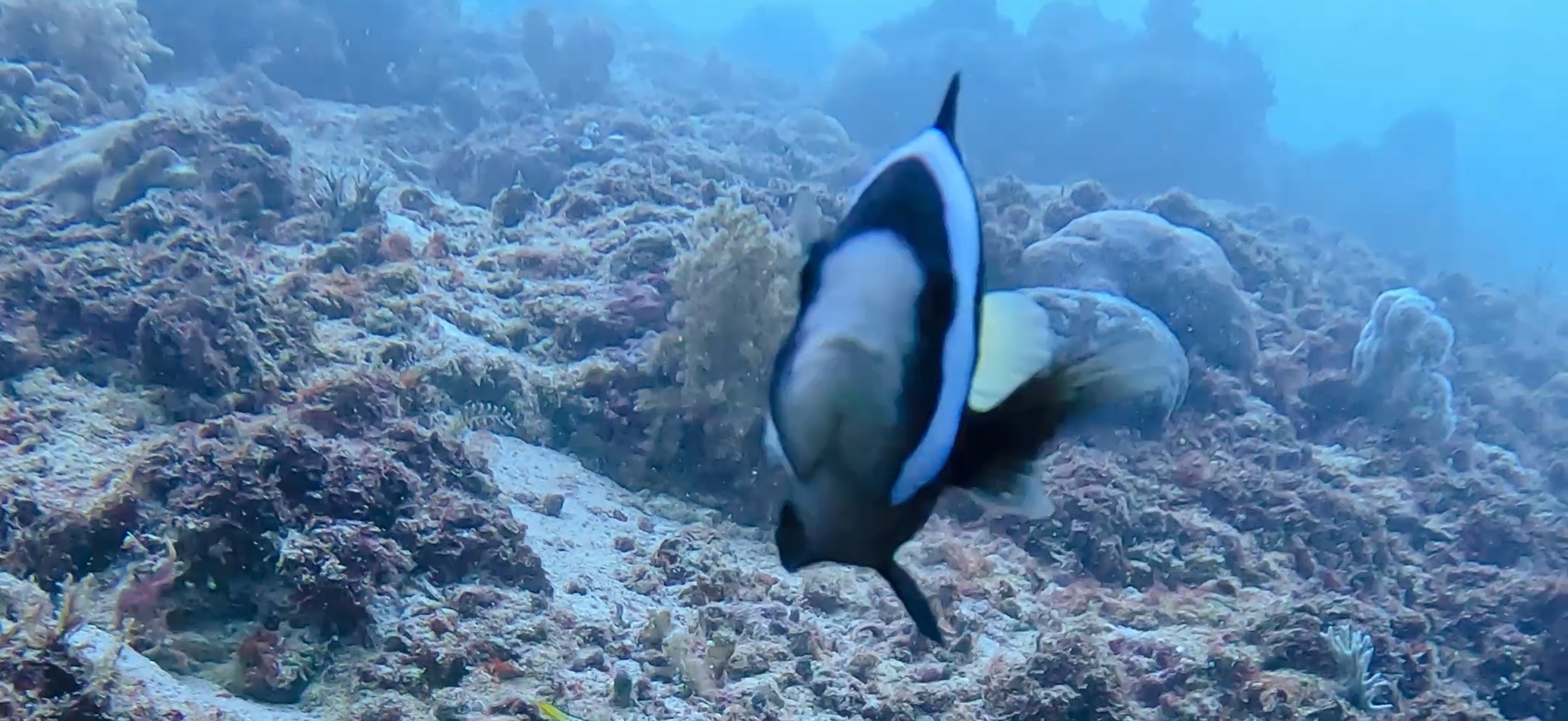 オランゴ島 ( Olango Island ) でダイビング 20250117