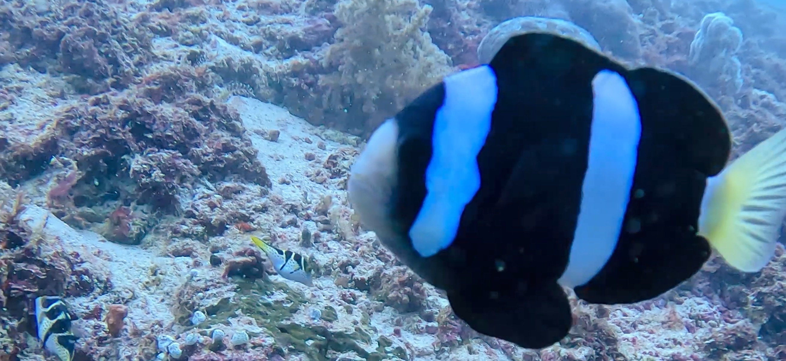 オランゴ島 ( Olango Island ) でダイビング 20250117