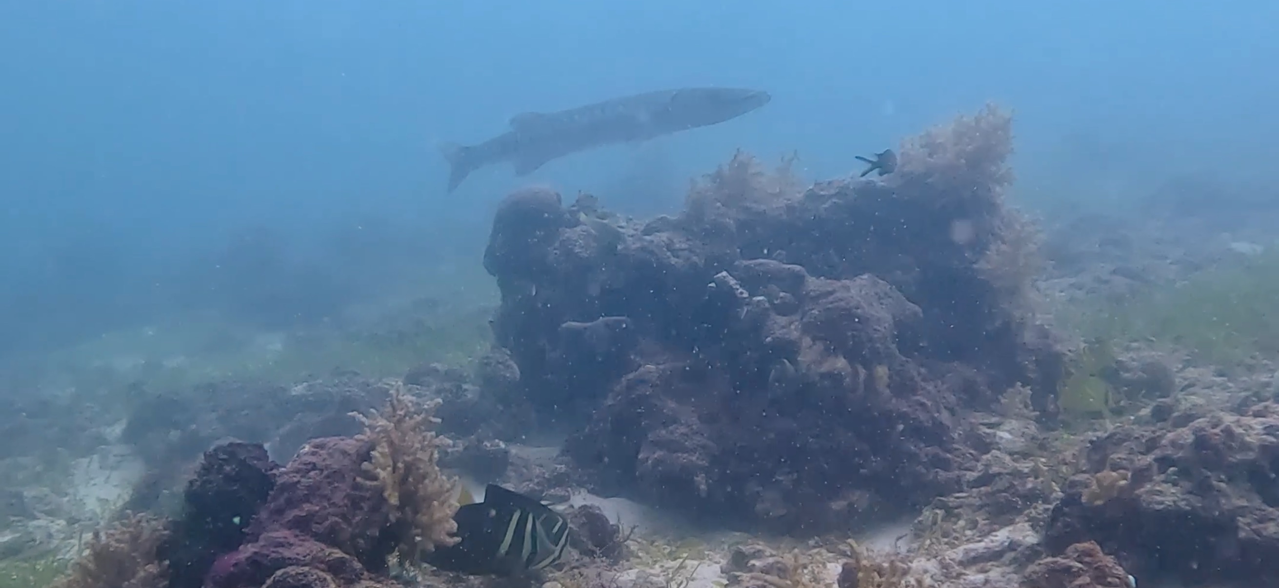 オランゴ島 ( Olango Island ) でダイビング 20250117