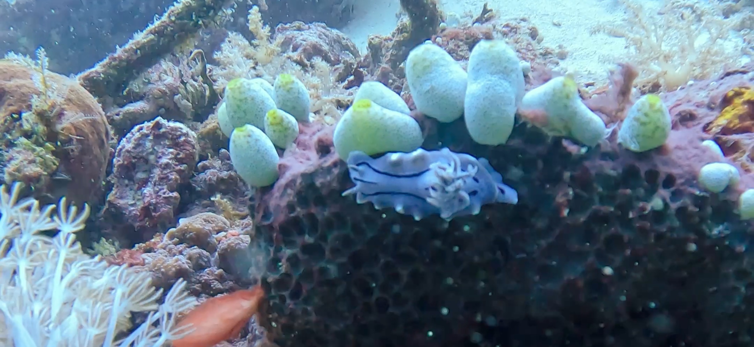 ウミウシ オランゴ島 ( Olango Island ) でダイビング 20250117