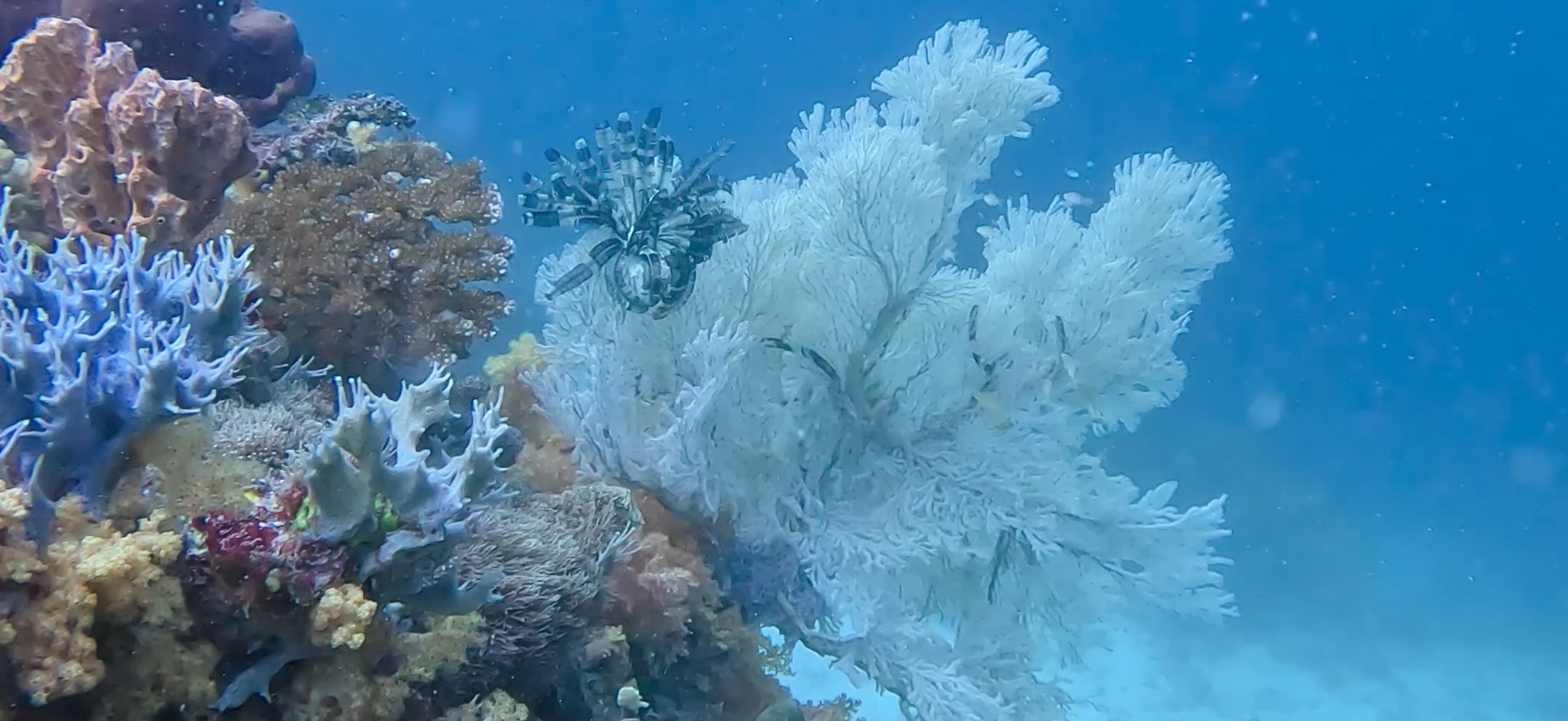 オランゴ島 ( Olango Island ) でダイビング 20250117