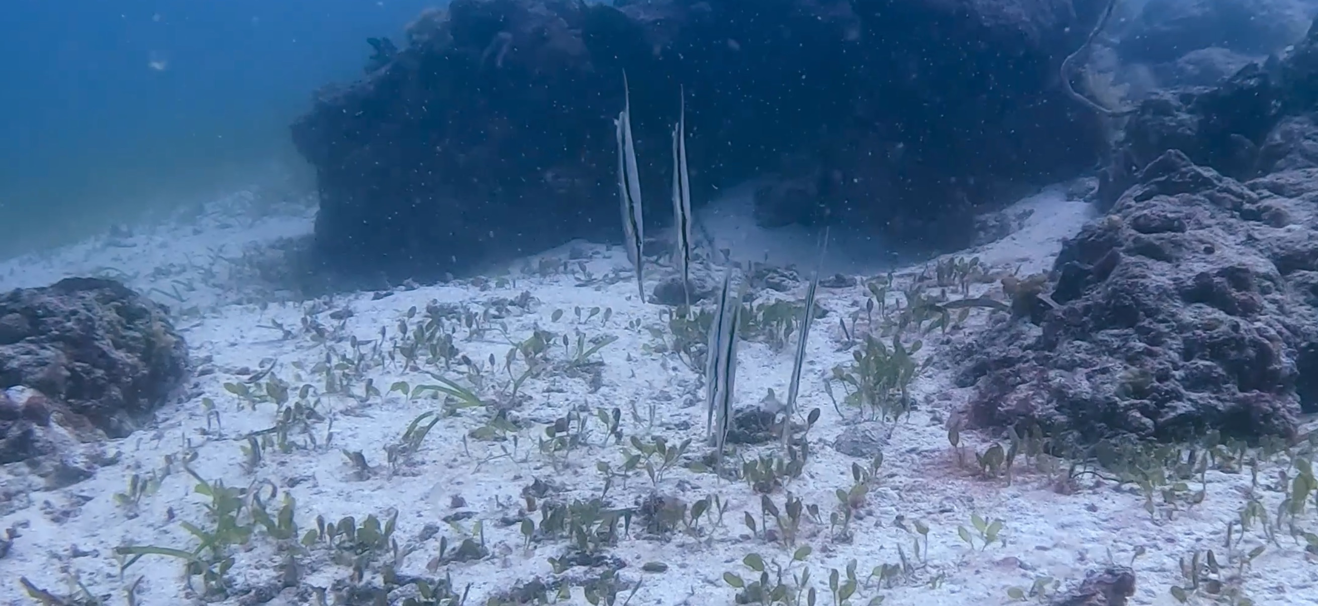 ヘコアユ オランゴ島 ( Olango Island ) でダイビング 20250117