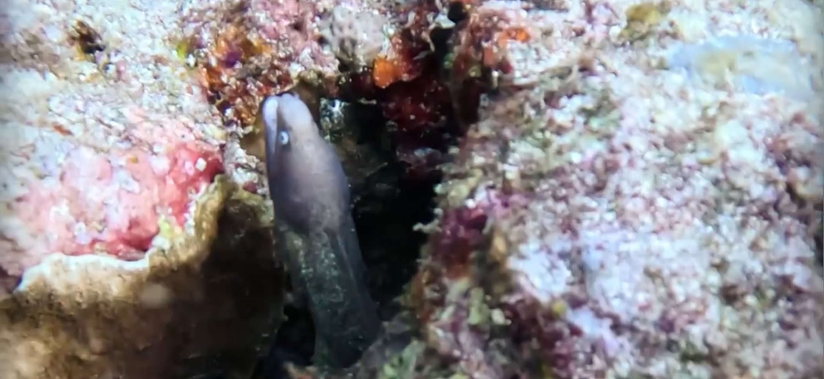 ウツボ オランゴ島 ( Olango Island ) でダイビング 20250117