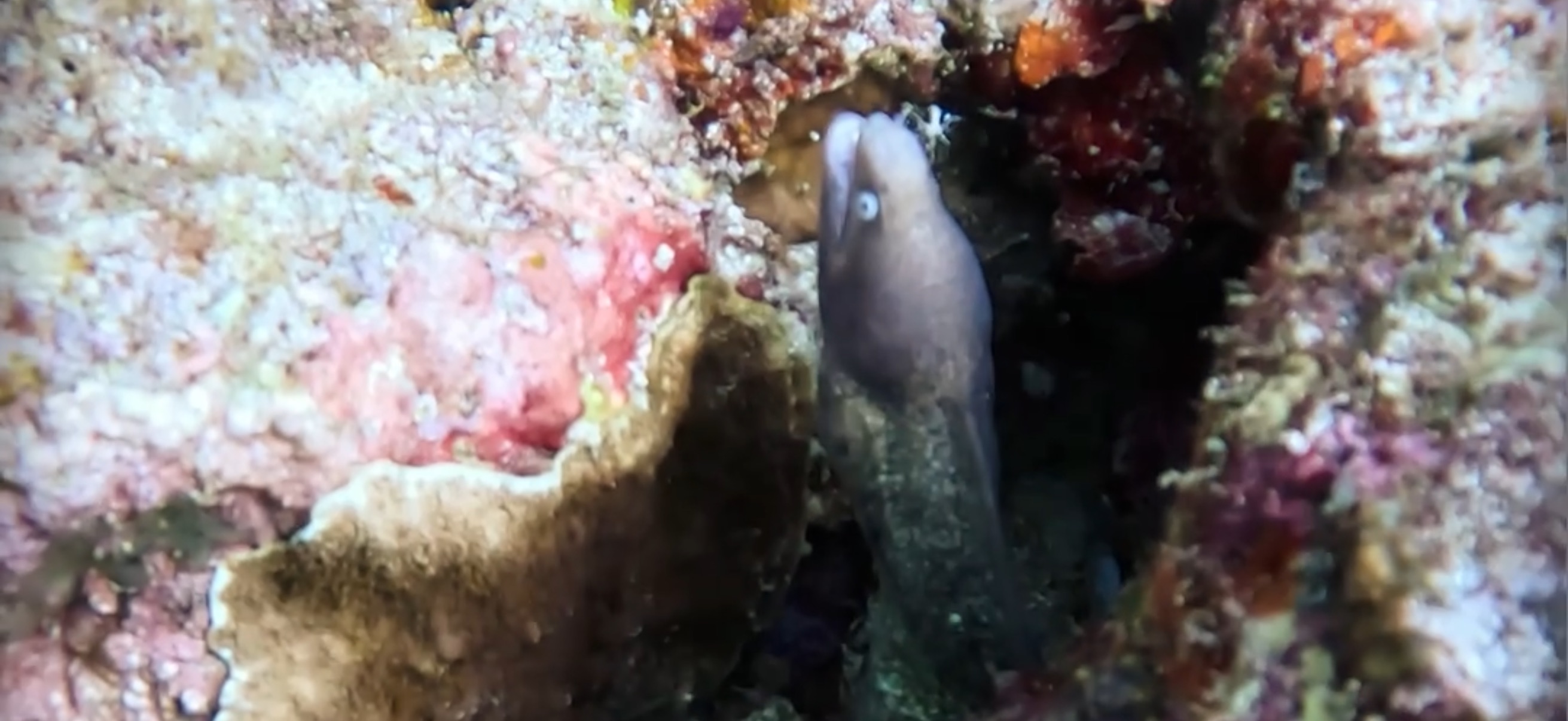 ウツボ オランゴ島 ( Olango Island ) でダイビング 20250117