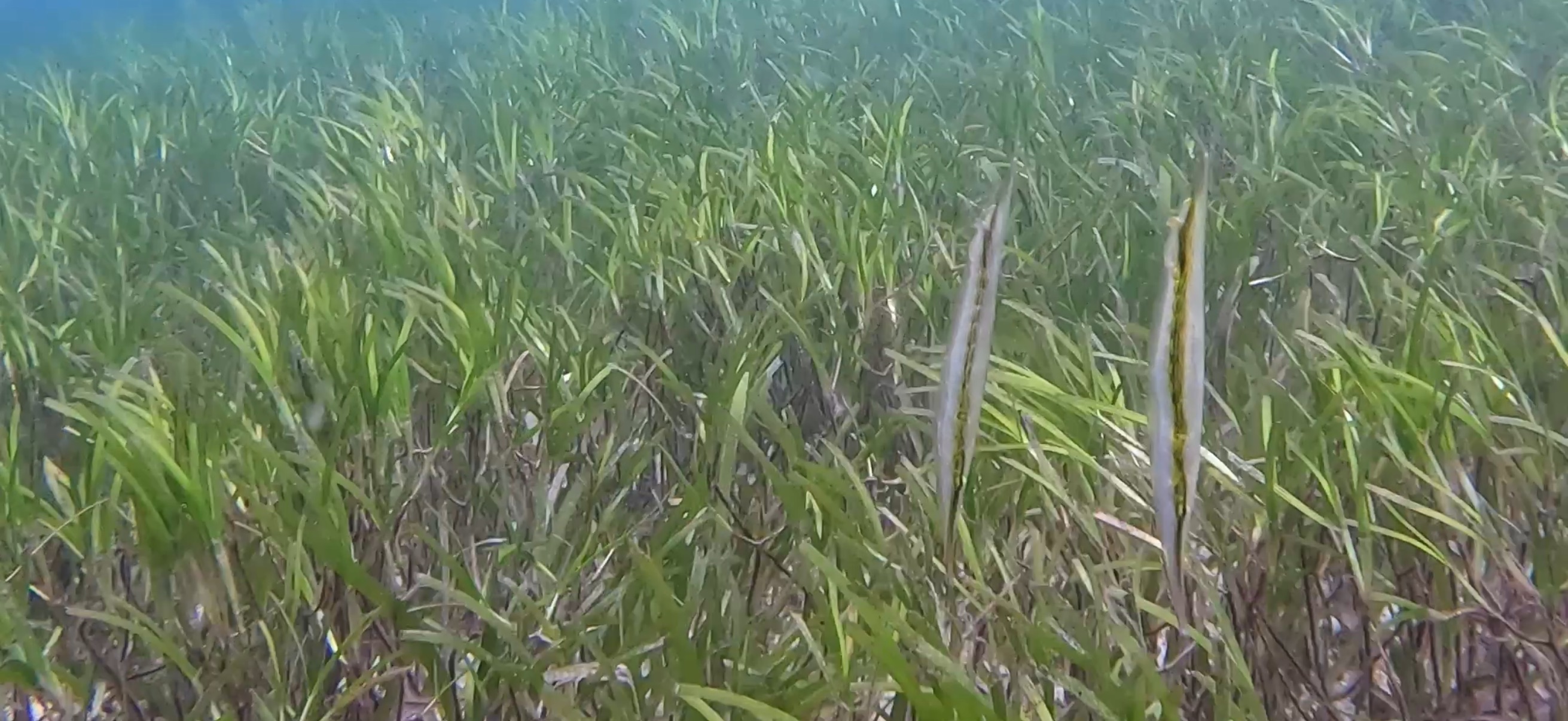 オランゴ島 ( Olango Island ) でダイビング 20250117