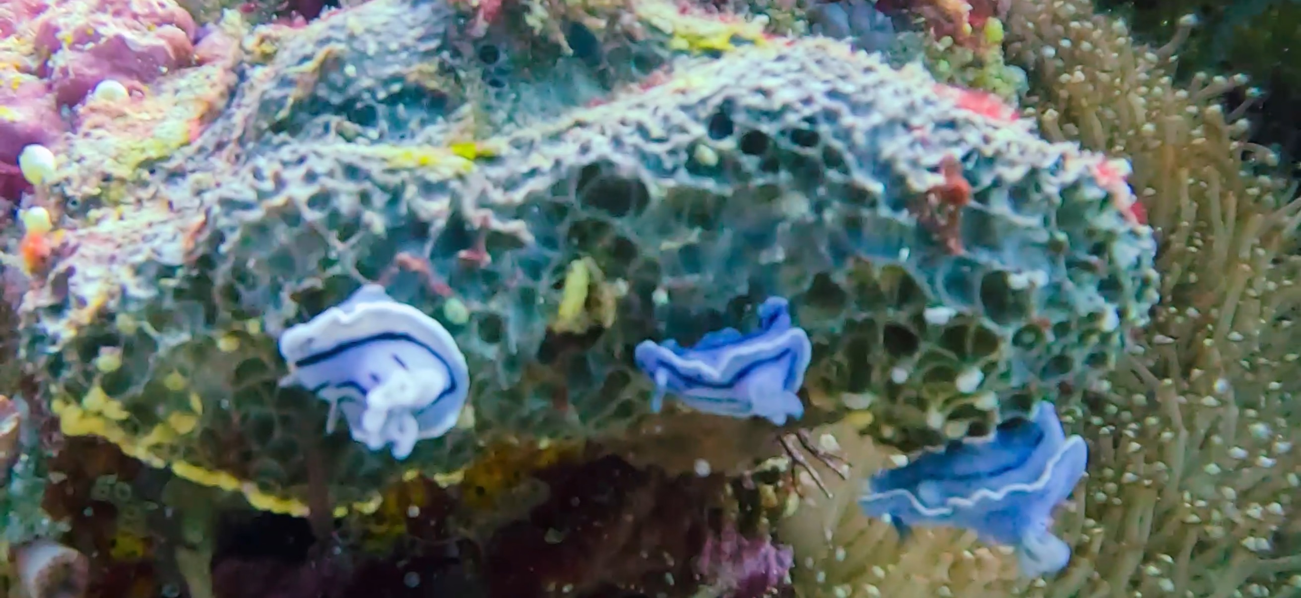 大きなウミウシ オランゴ島 ( Olango Island ) でダイビング 20250117