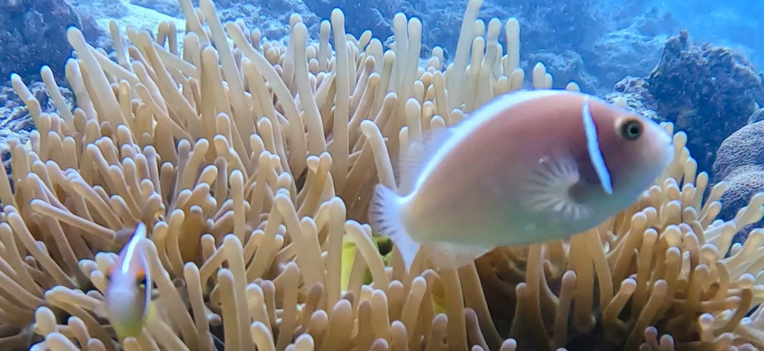 ハナビラクマノミ オランゴ島 ( Olango Island ) でダイビング 20250117