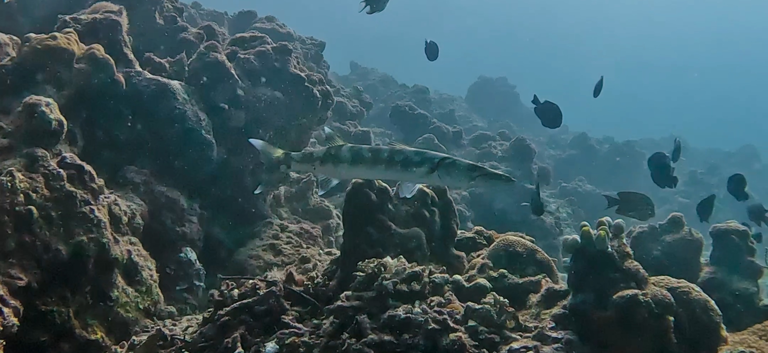 バラクーダ オランゴ島 ( Olango Island ) でダイビング 20250117